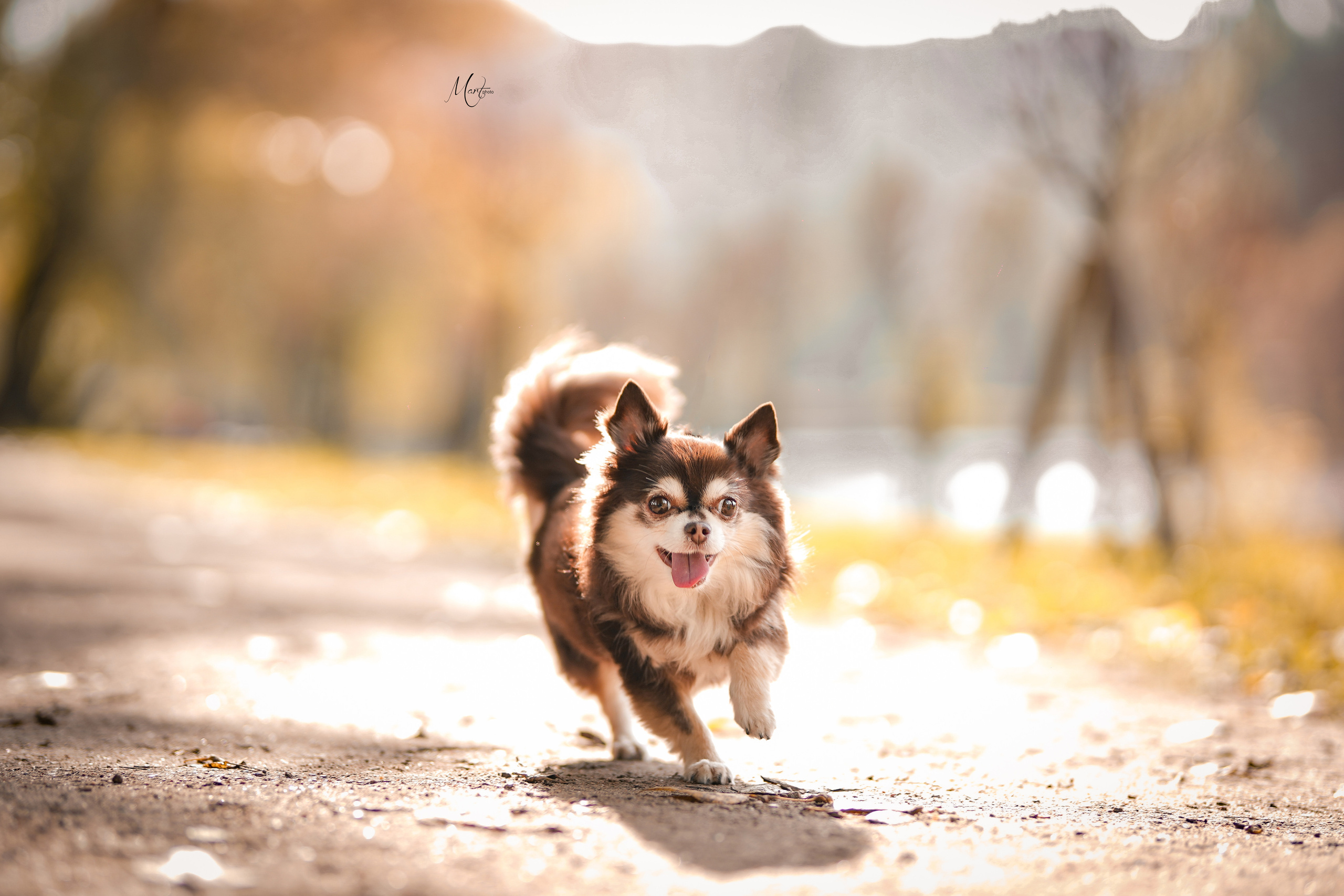 Услуги. Фотограф-анималист в Санкт-Петербурге Яна Мартынова