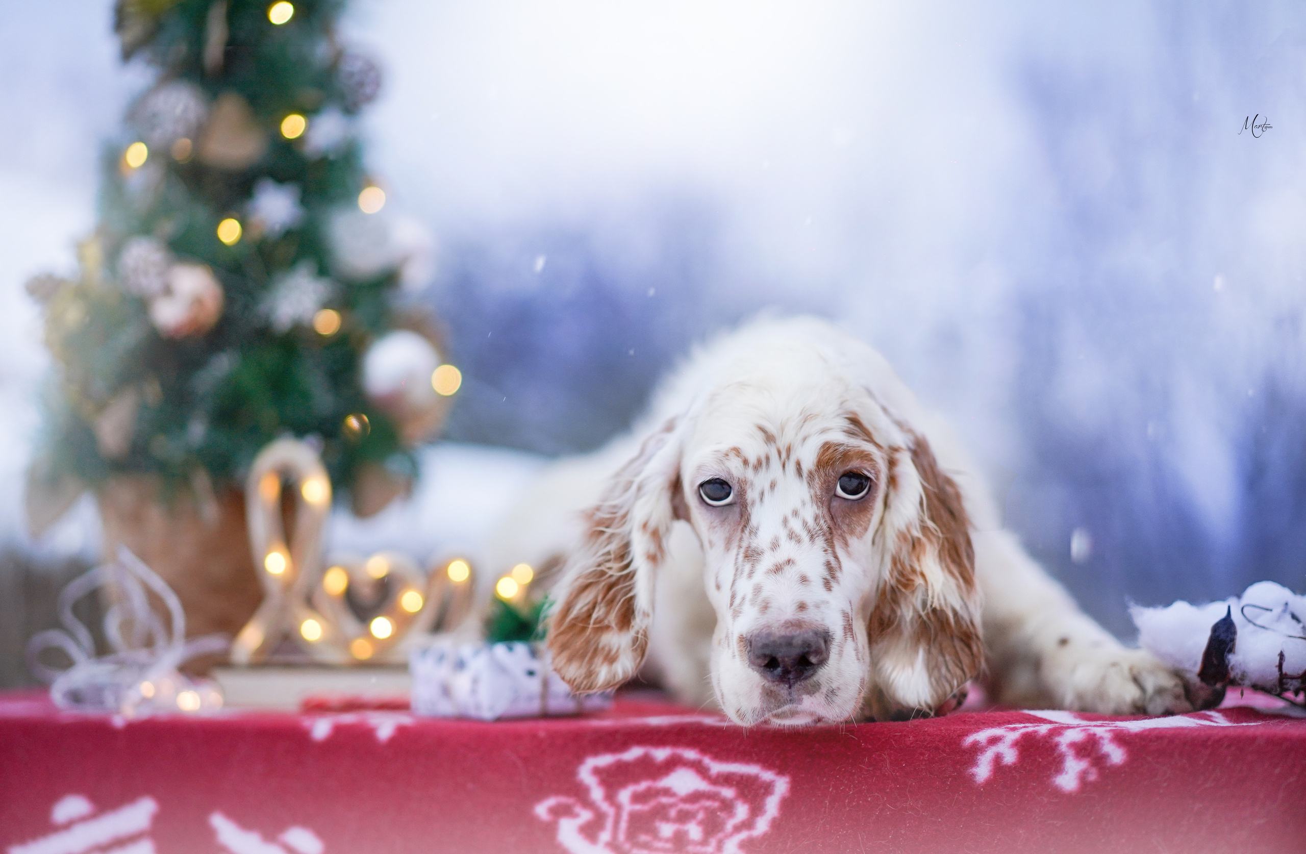 Щенки английского сеттера. Фотограф-анималист в Санкт-Петербурге Яна Мартынова