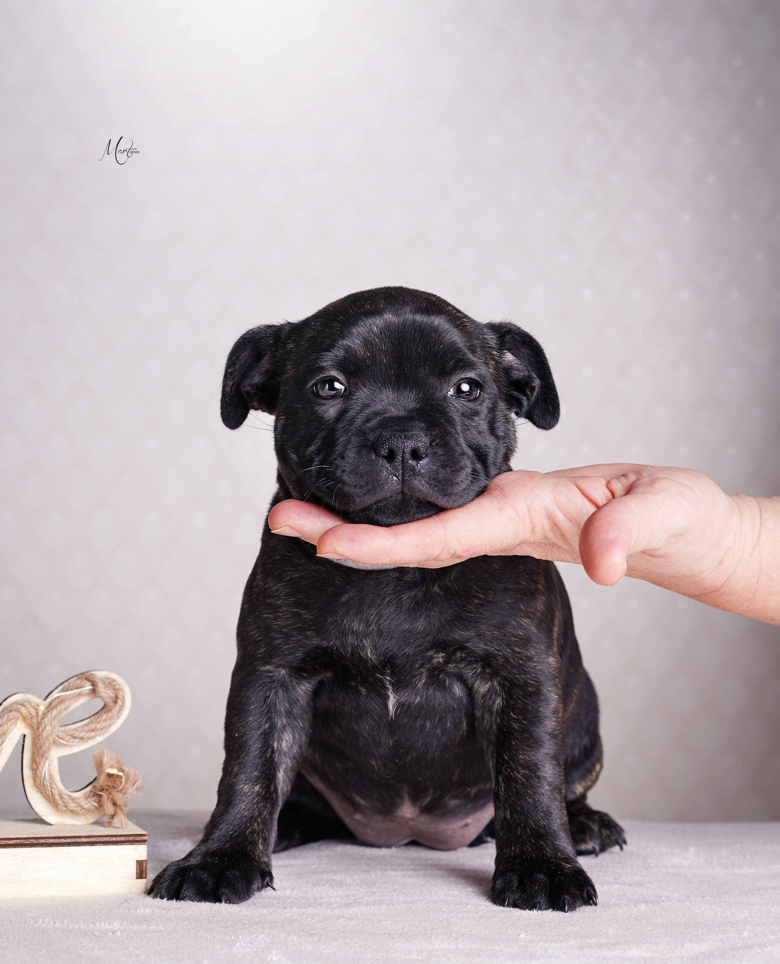Щенки стаффи. Фотограф-анималист в Санкт-Петербурге Яна Мартынова