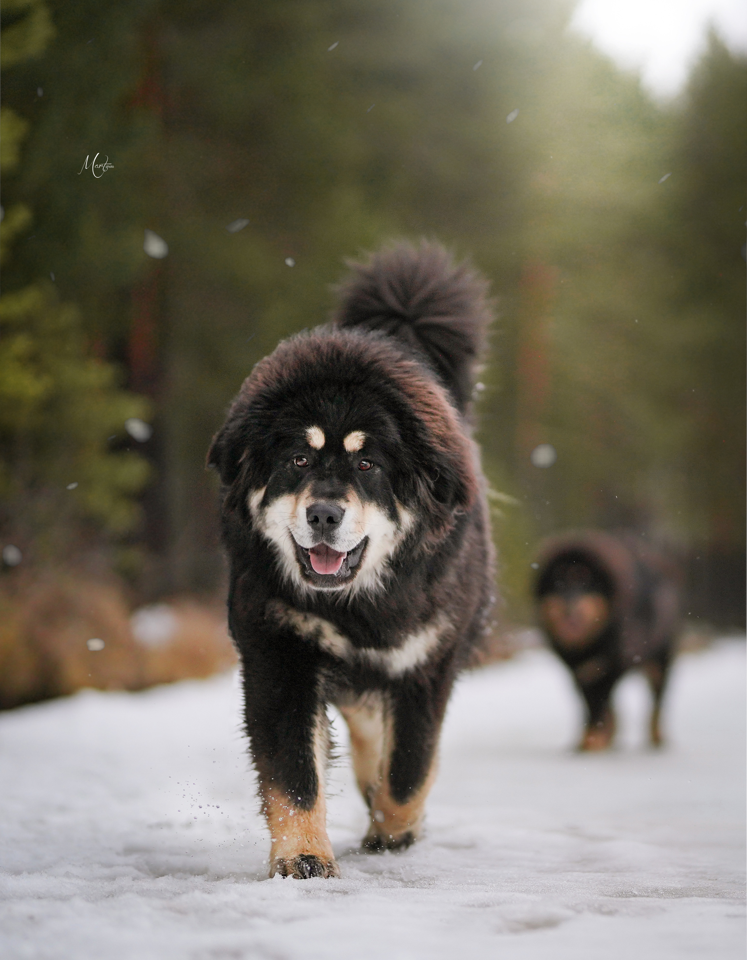 Тибеты. Фотограф-анималист в Санкт-Петербурге Яна Мартынова