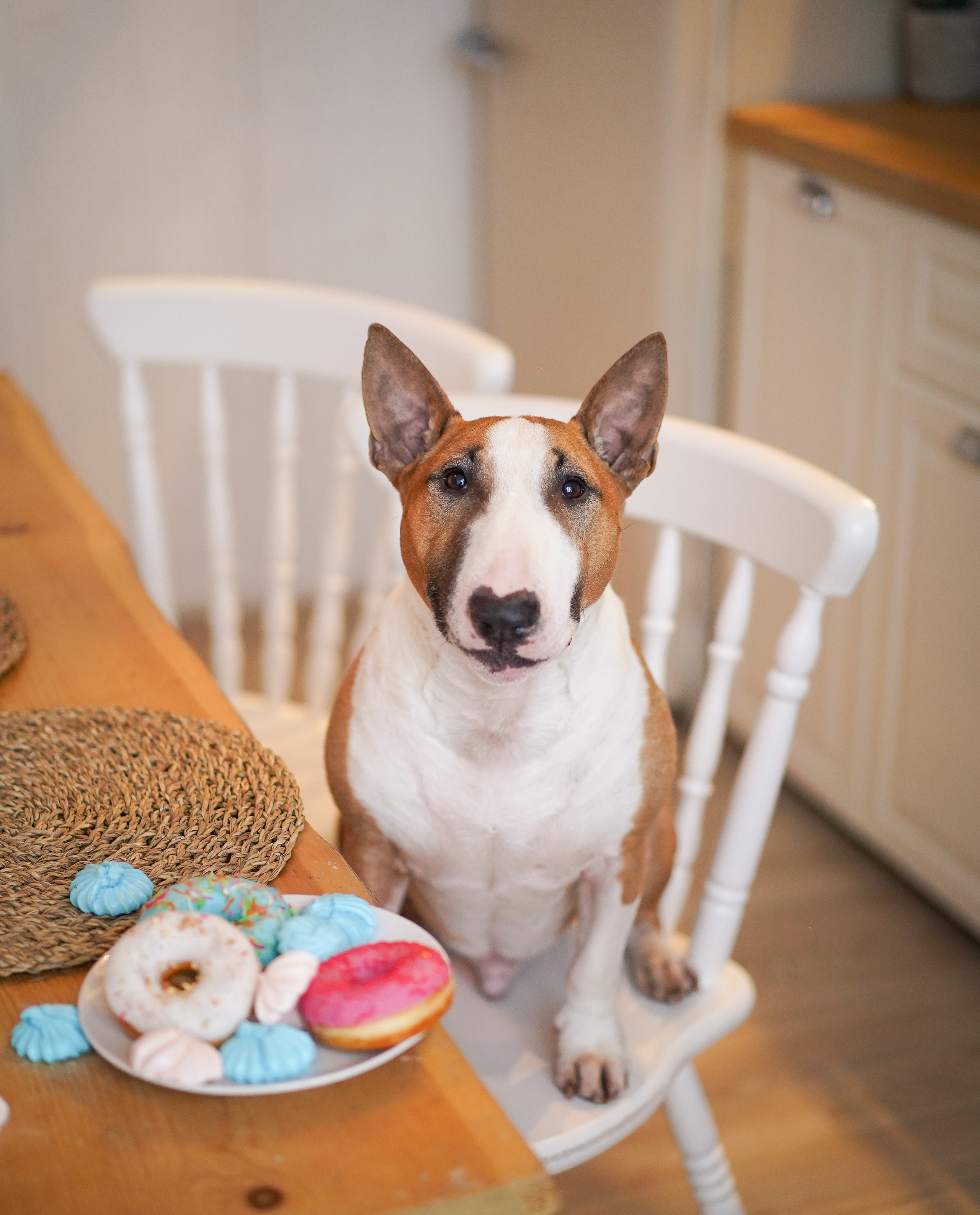 Услуги. Фотограф-анималист в Санкт-Петербурге Яна Мартынова