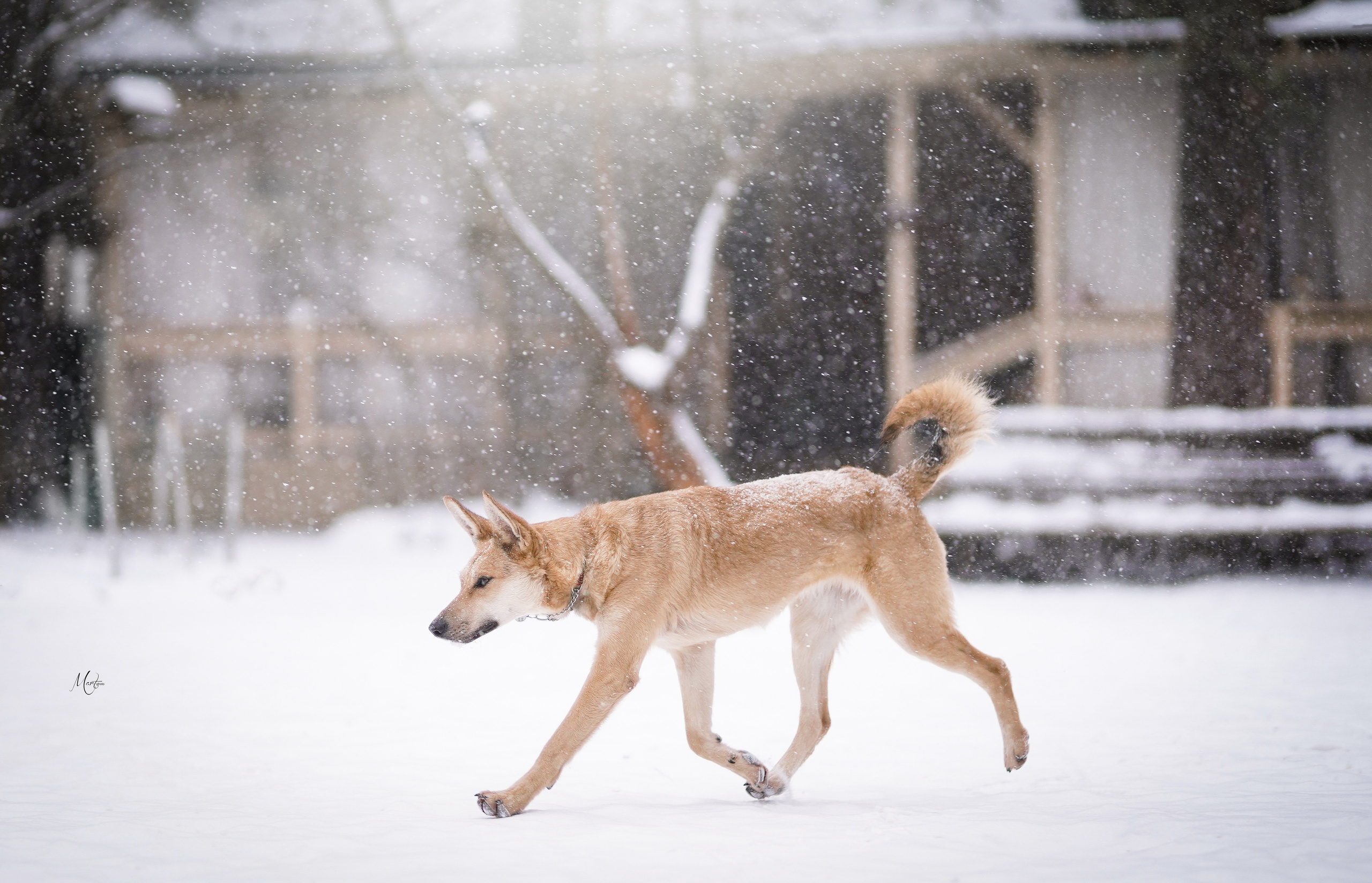 Ищут дом. Фотограф-анималист в Санкт-Петербурге Яна Мартынова