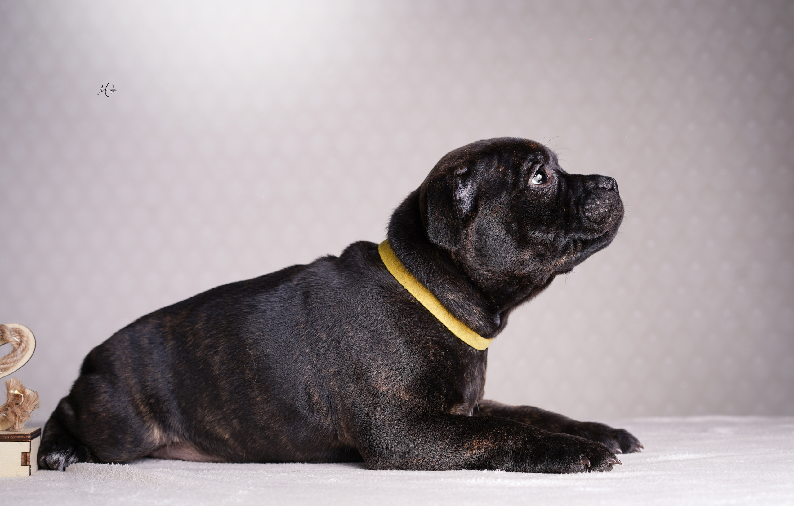 Щенки стаффи. Фотограф-анималист в Санкт-Петербурге Яна Мартынова