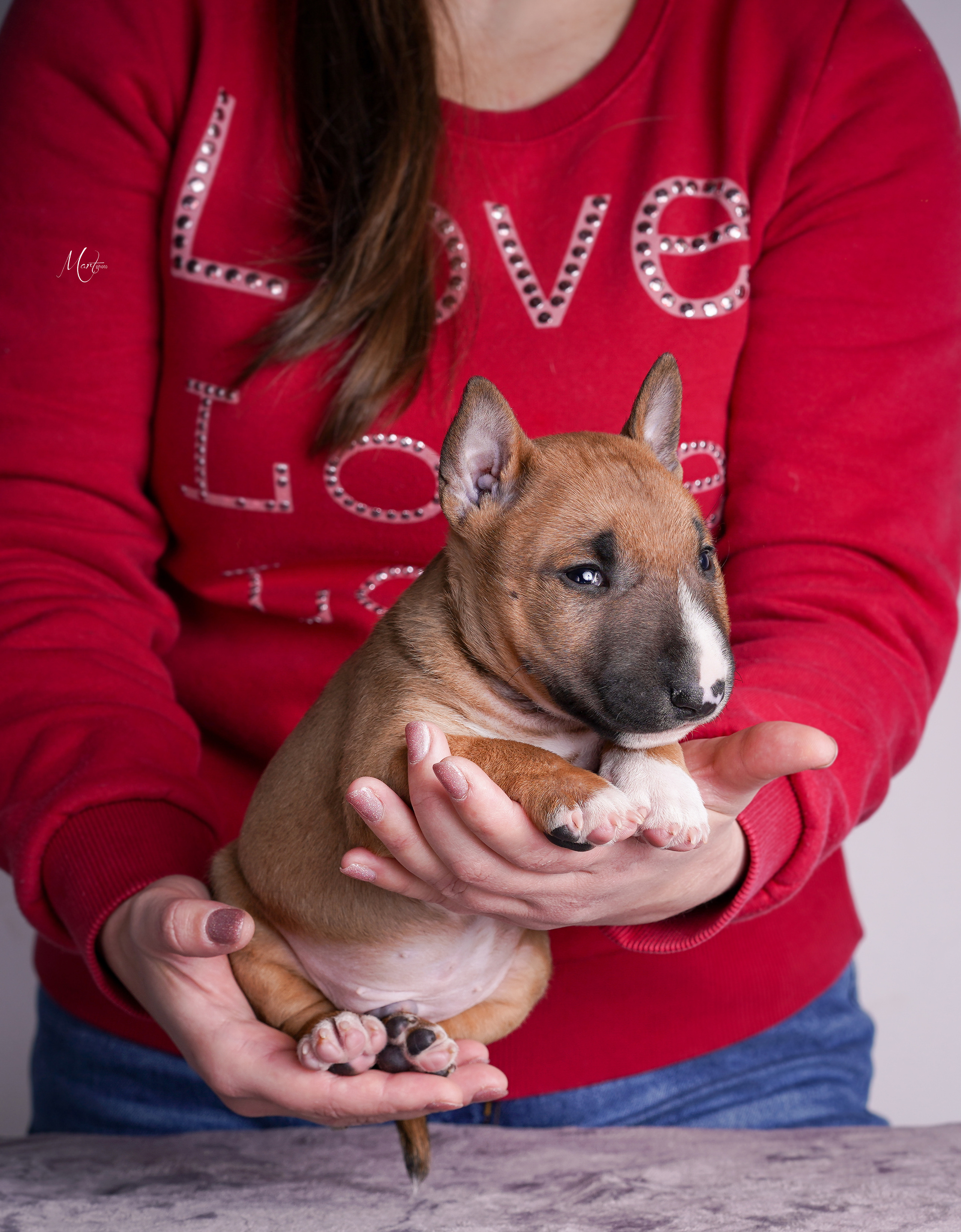 Щенок минибуля. Фотограф-анималист в Санкт-Петербурге Яна Мартынова