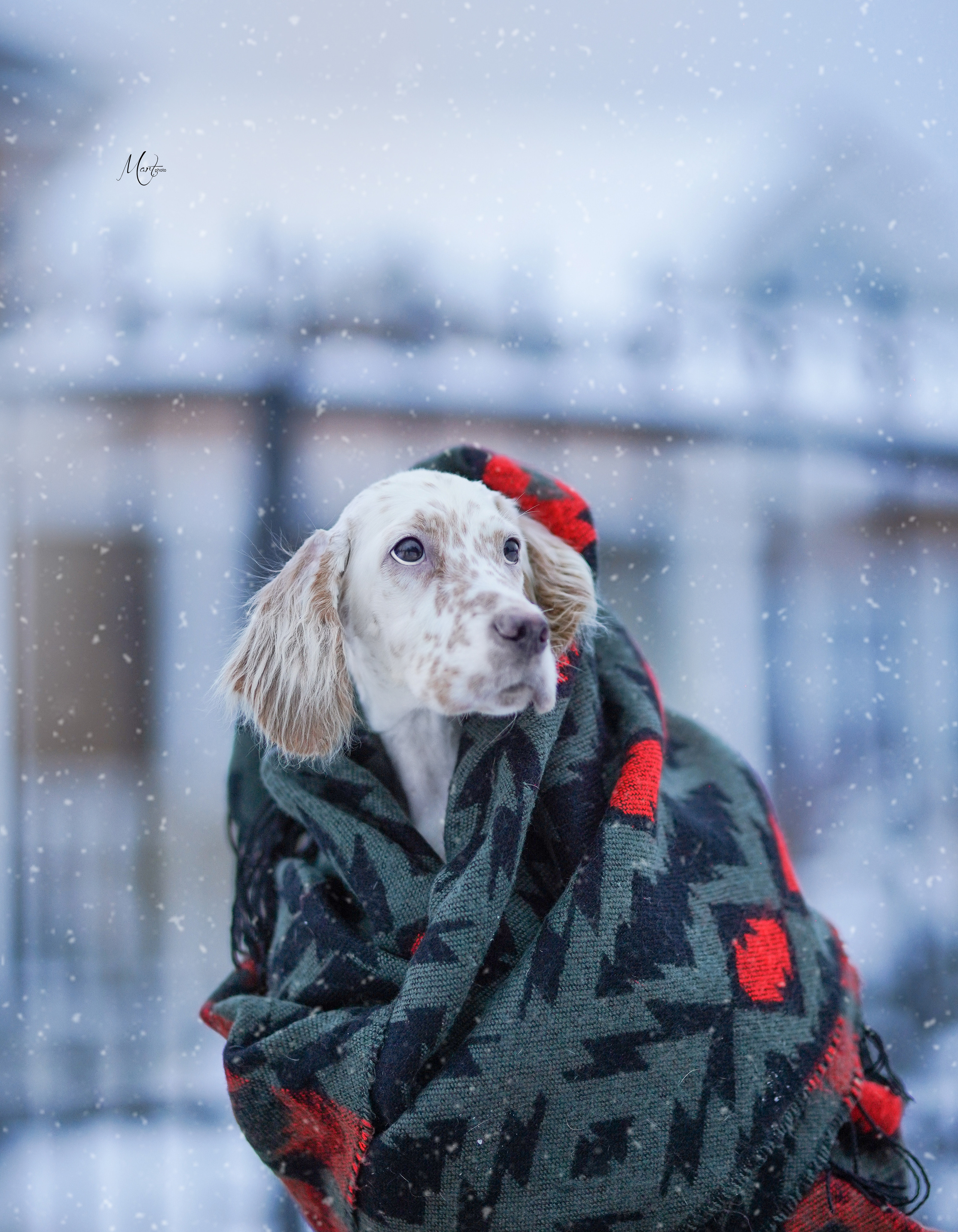 Щенки английского сеттера. Фотограф-анималист в Санкт-Петербурге Яна Мартынова