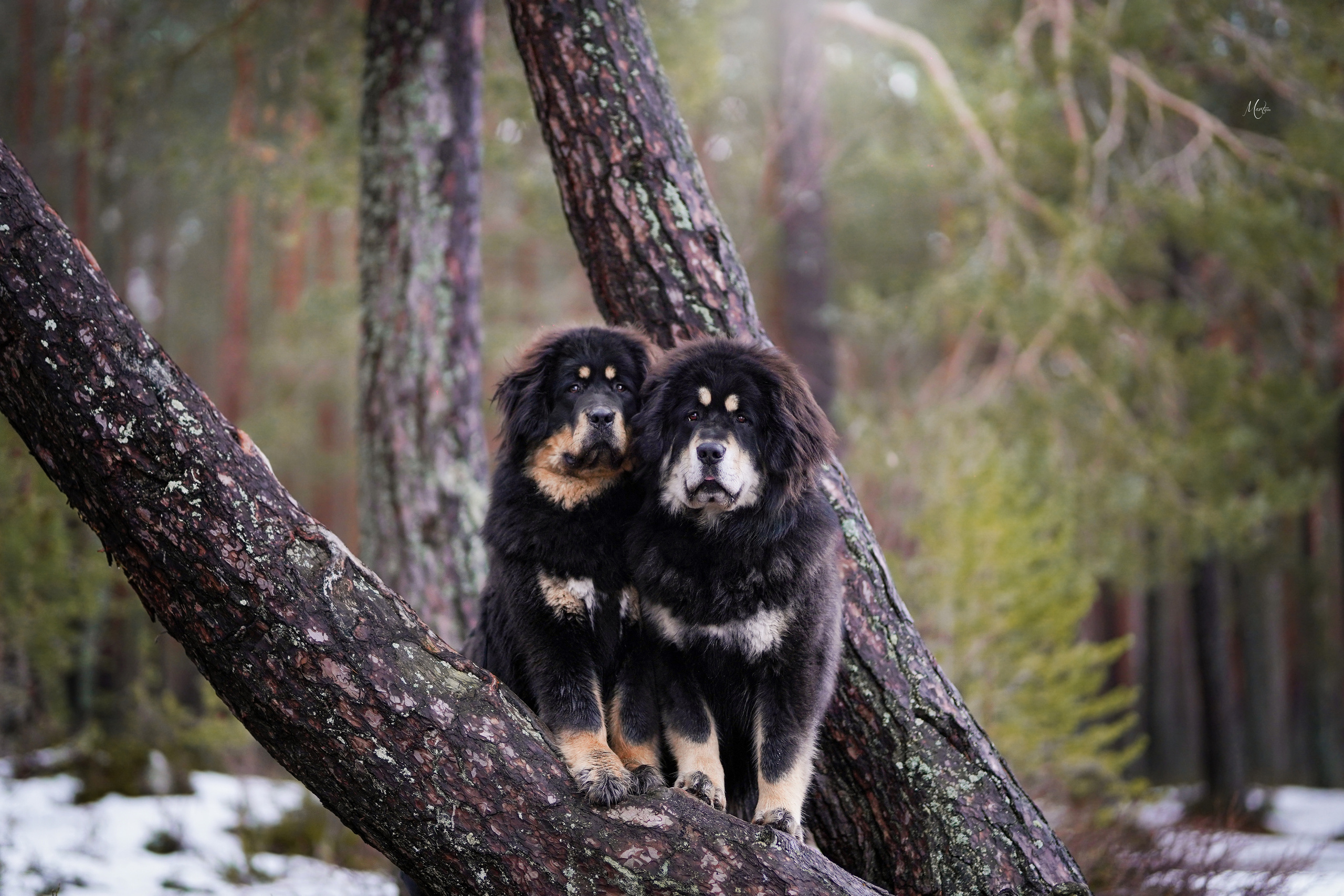 Тибеты. Фотограф-анималист в Санкт-Петербурге Яна Мартынова