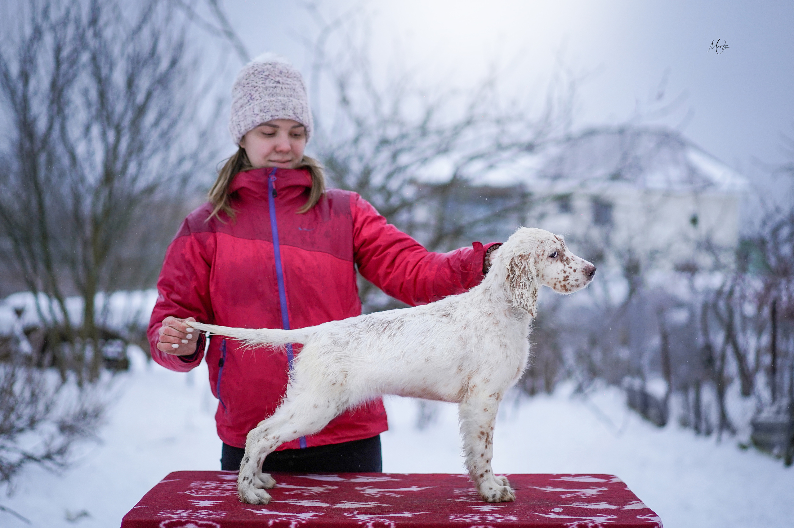 Щенки английского сеттера. Фотограф-анималист в Санкт-Петербурге Яна Мартынова