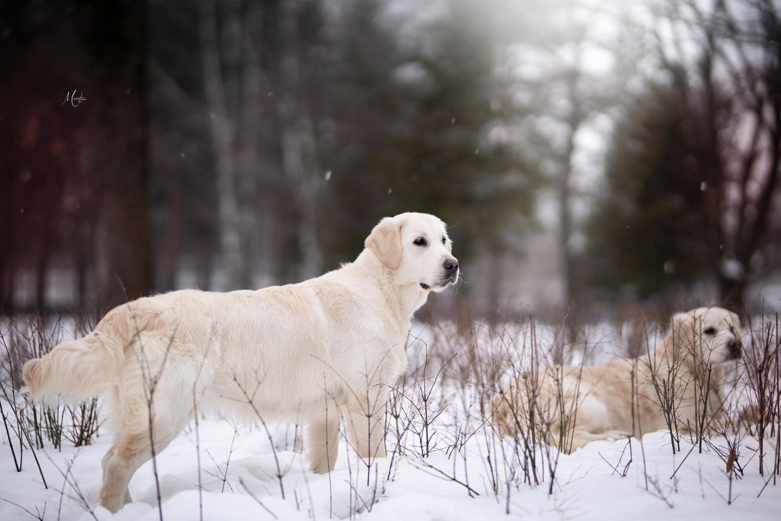 Татьяна и голдены. Фотограф-анималист в Санкт-Петербурге Яна Мартынова