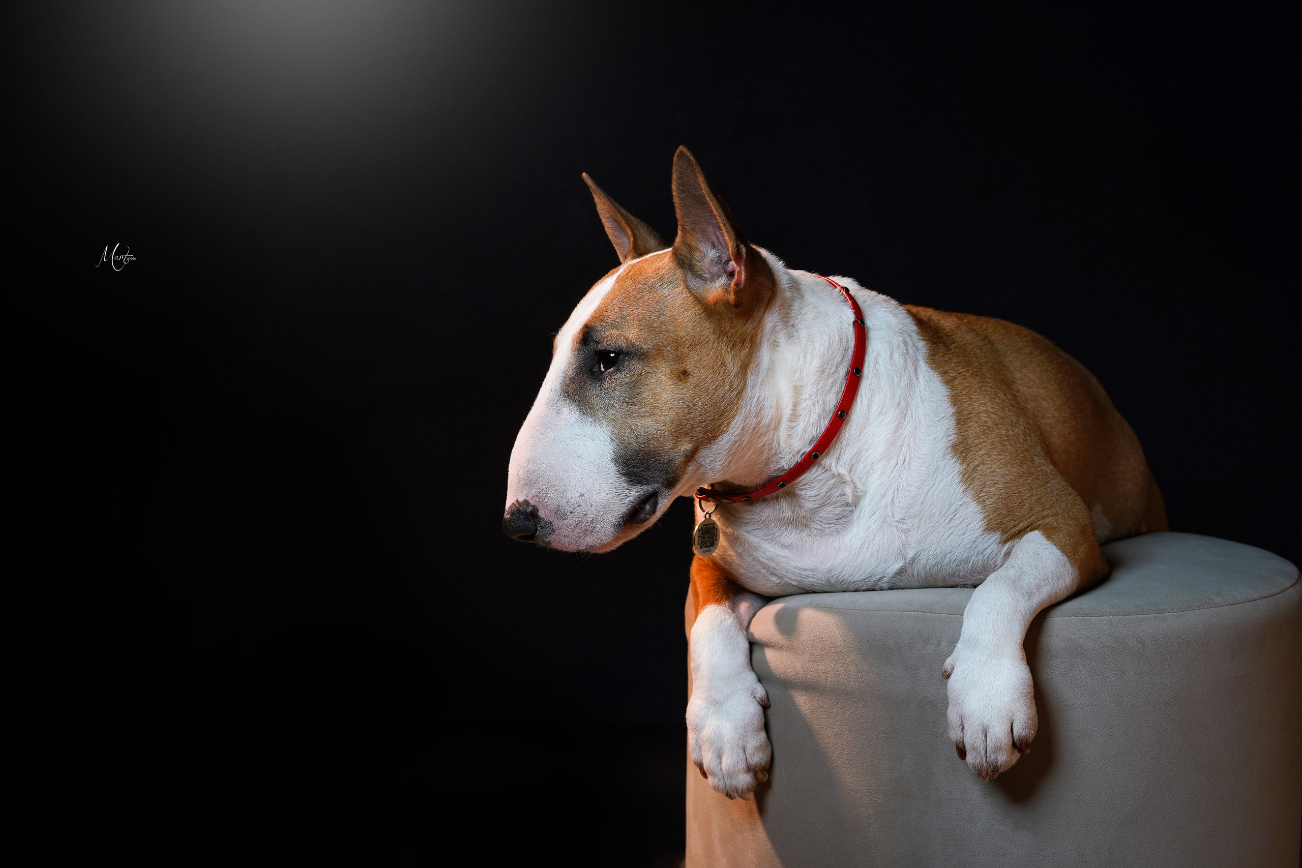 Эф и Юни. Фотограф-анималист в Санкт-Петербурге Яна Мартынова