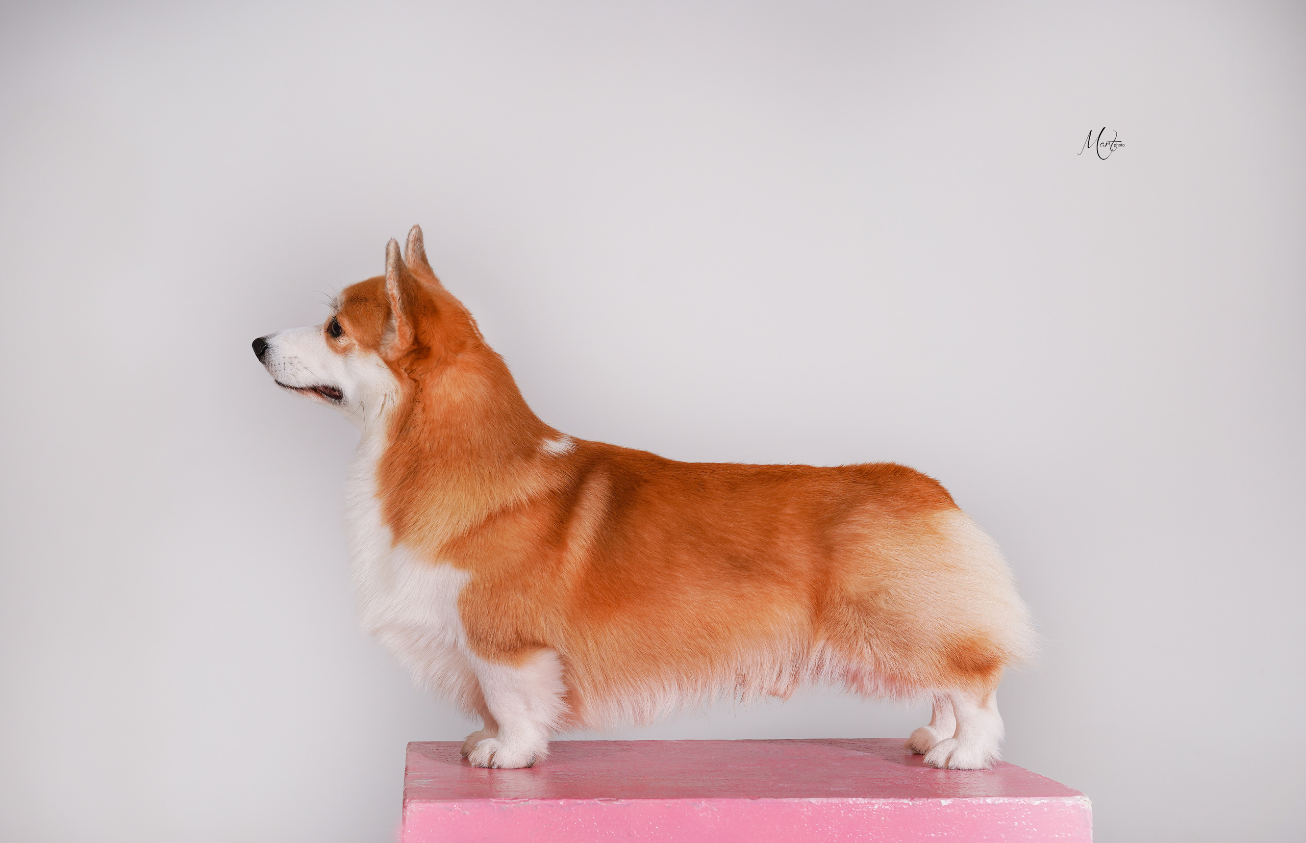 Корги Гномик. Фотограф-анималист в Санкт-Петербурге Яна Мартынова