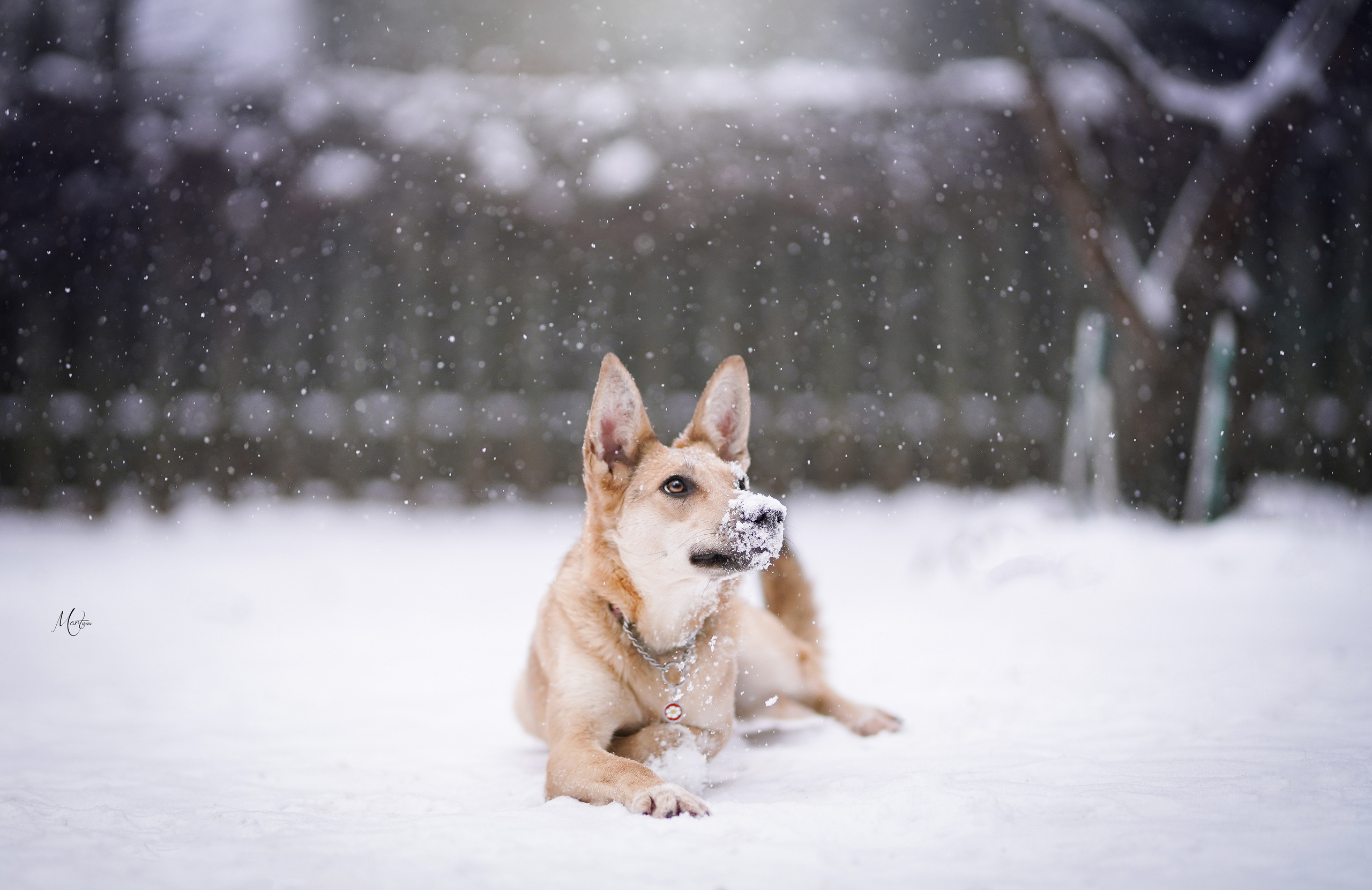 Ищут дом. Фотограф-анималист в Санкт-Петербурге Яна Мартынова