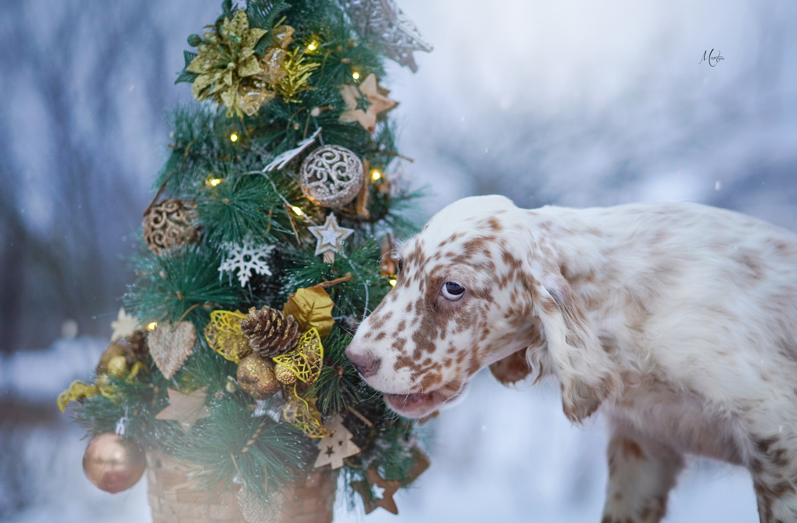 Щенки английского сеттера. Фотограф-анималист в Санкт-Петербурге Яна Мартынова