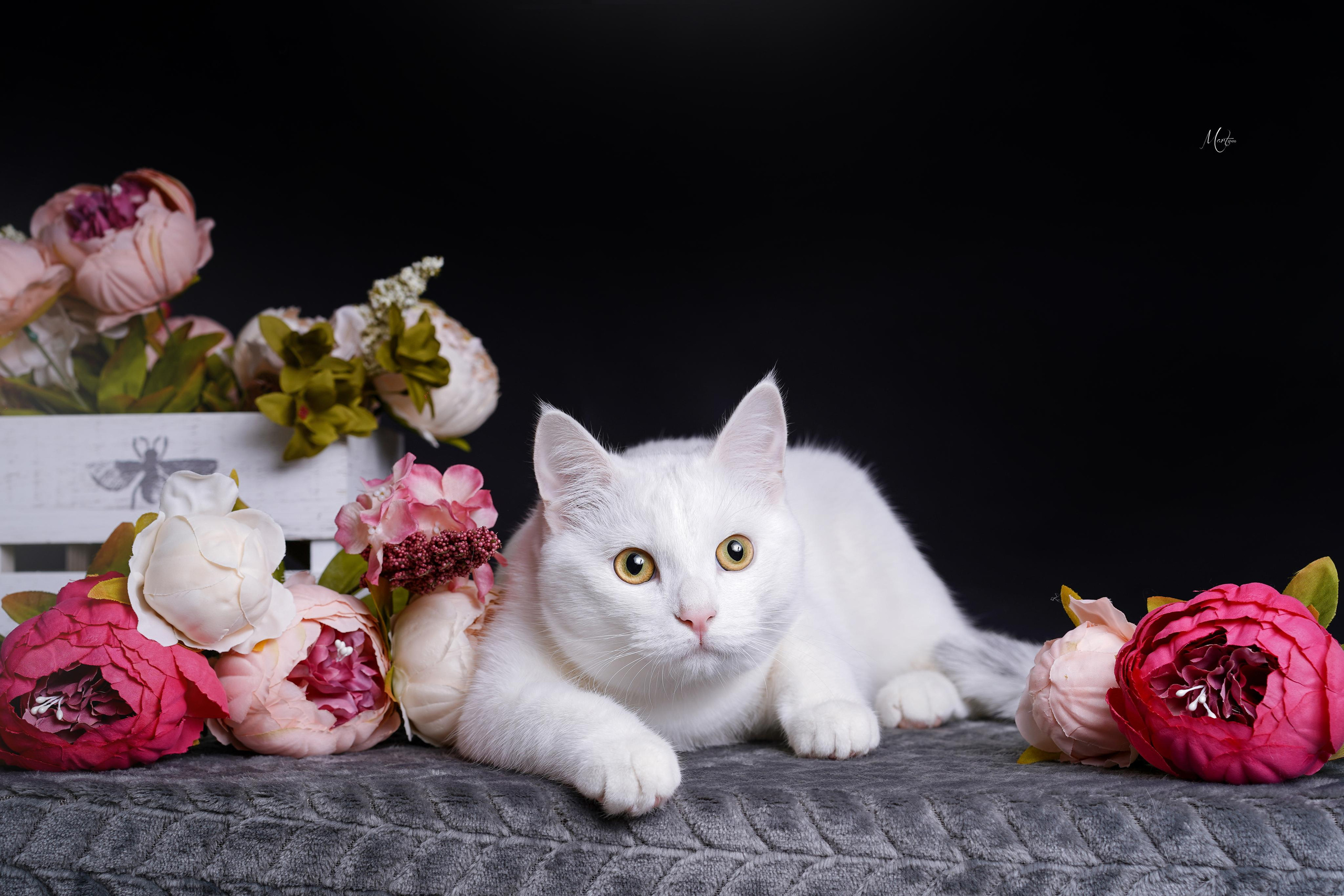 Маффин и Сэм в цветах. Фотограф-анималист в Санкт-Петербурге Яна Мартынова