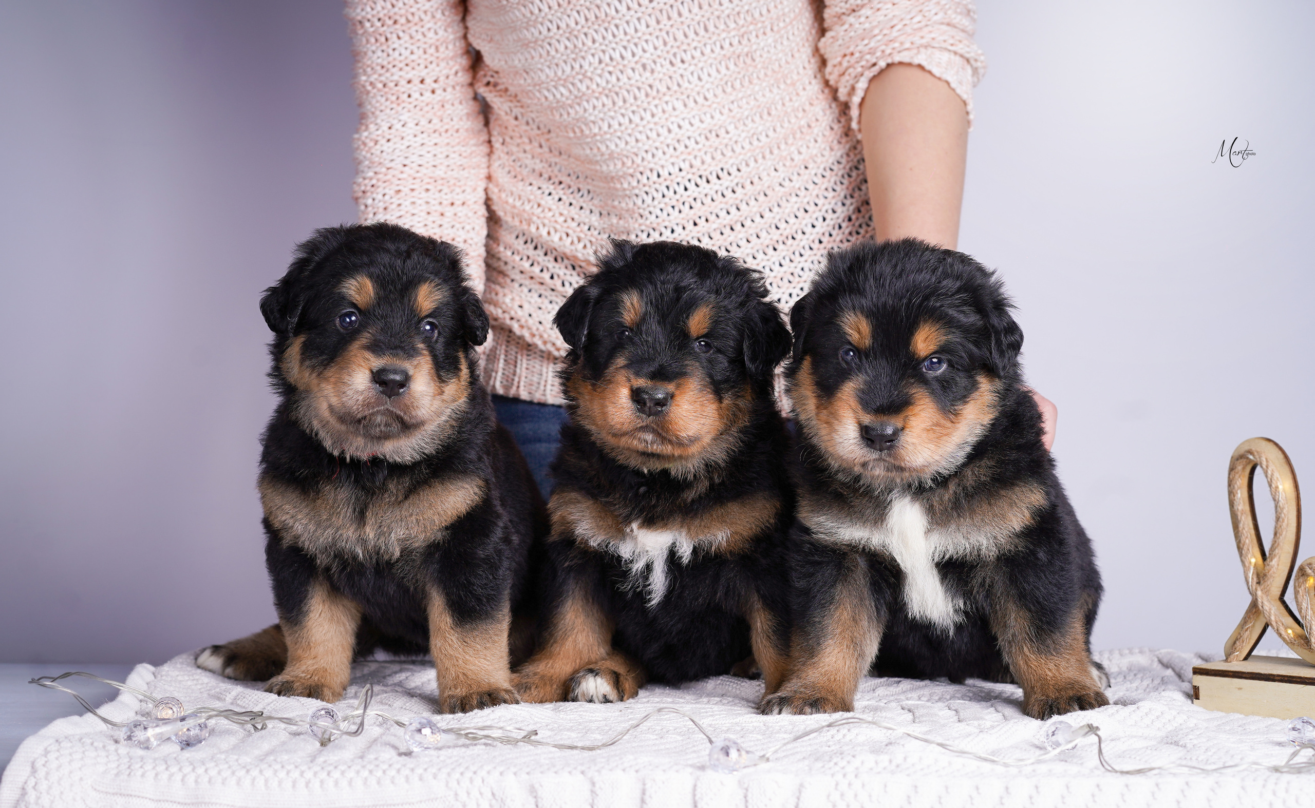 Щенки хотошо. Фотограф-анималист в Санкт-Петербурге Яна Мартынова