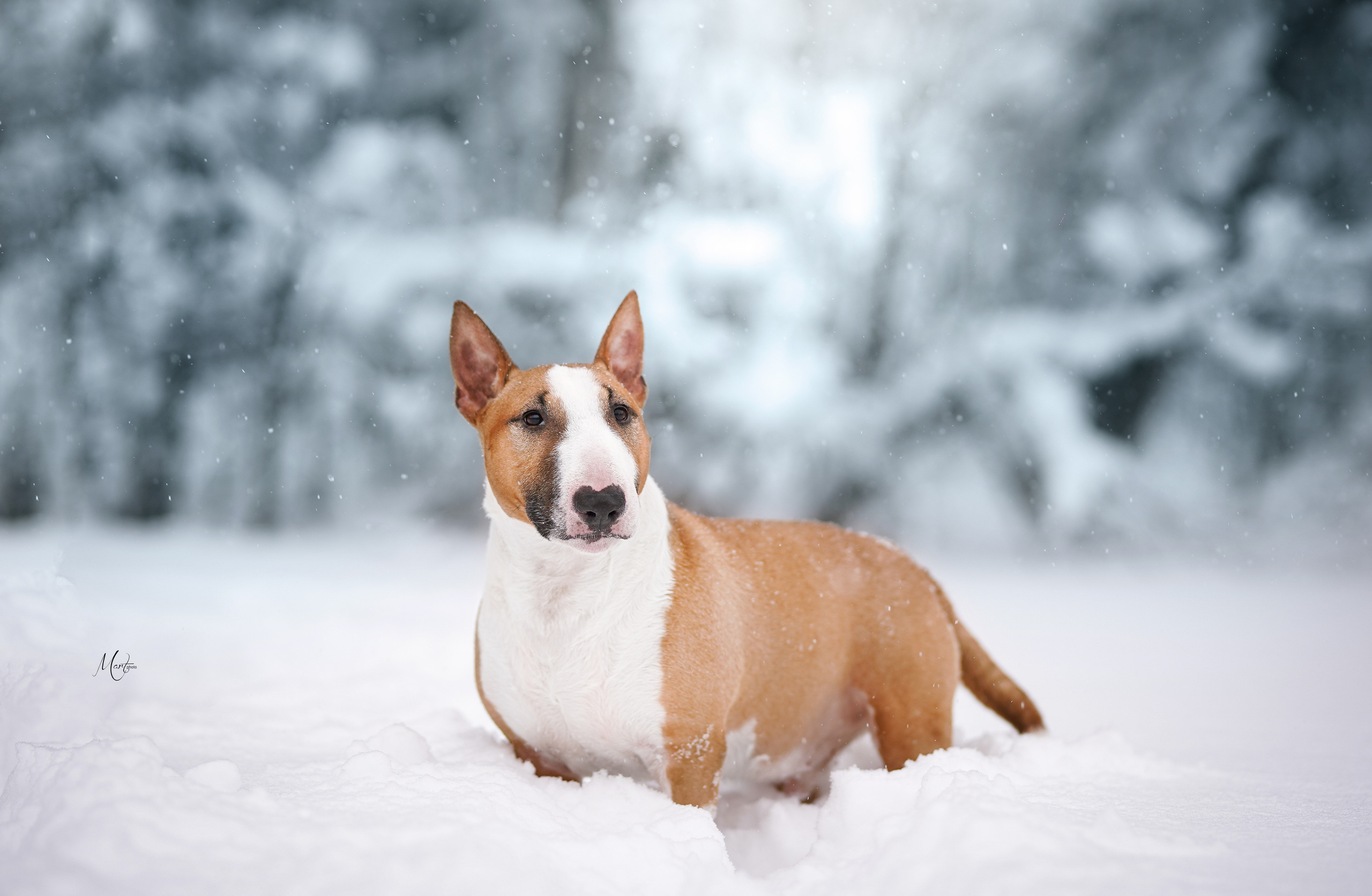Юни зима. Фотограф-анималист в Санкт-Петербурге Яна Мартынова