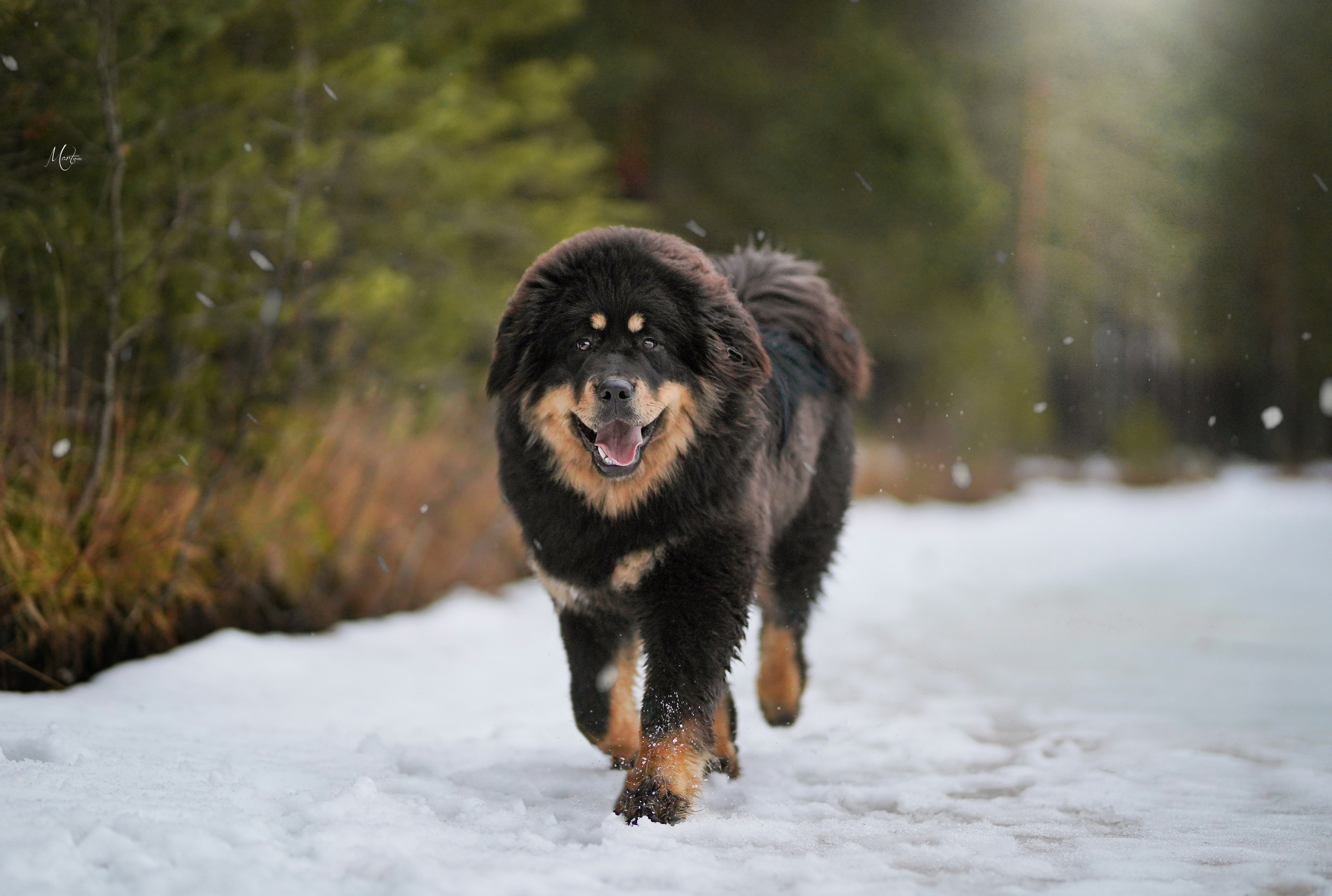 Тибеты. Фотограф-анималист в Санкт-Петербурге Яна Мартынова