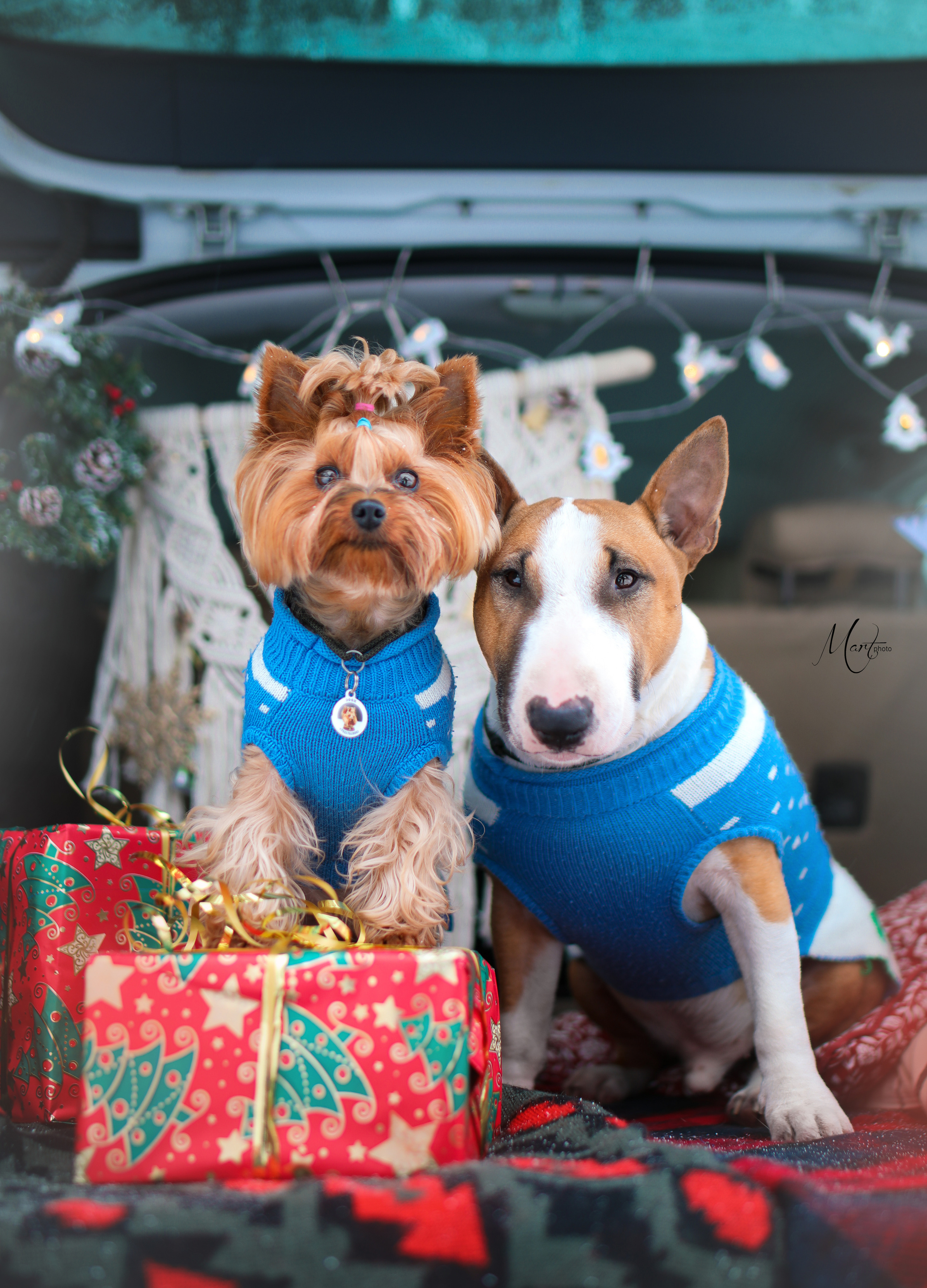 Эффи и Юни. Фотограф-анималист в Санкт-Петербурге Яна Мартынова