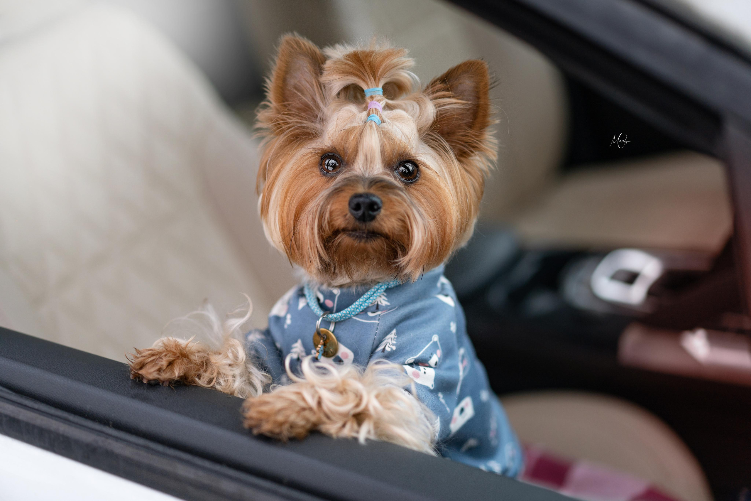 Эффи, Юни зима 23'. Фотограф-анималист в Санкт-Петербурге Яна Мартынова