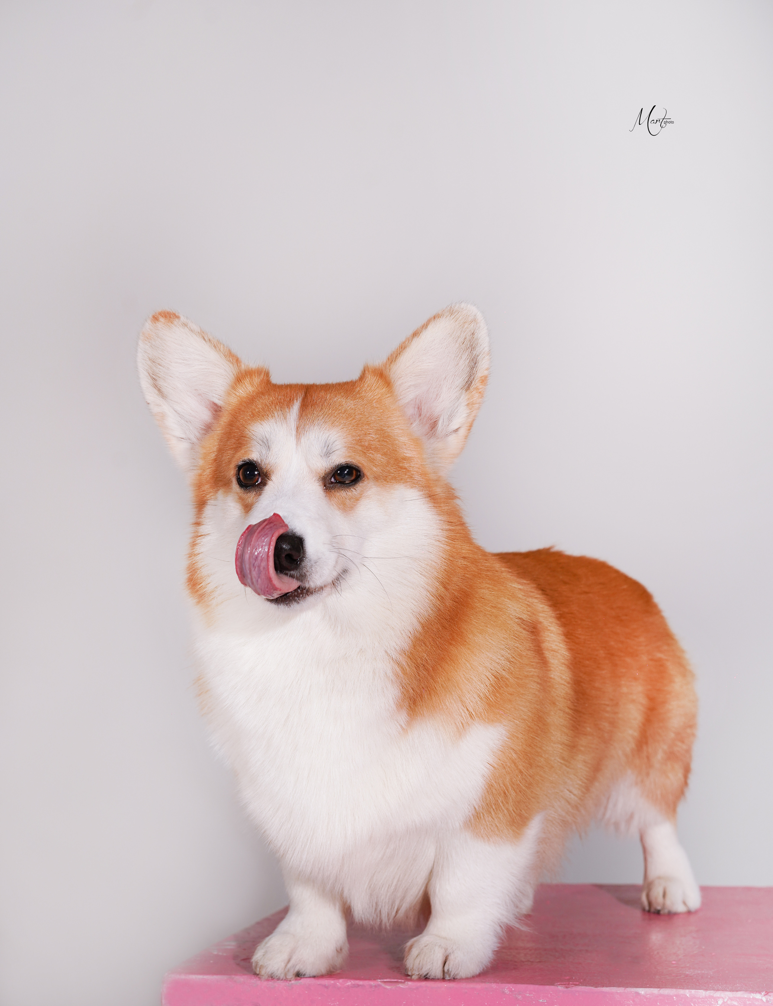 Корги Гномик. Фотограф-анималист в Санкт-Петербурге Яна Мартынова