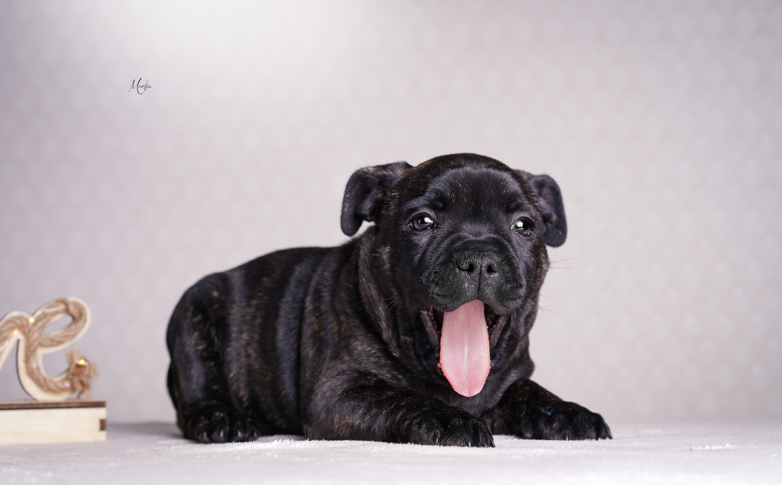 Щенки стаффи. Фотограф-анималист в Санкт-Петербурге Яна Мартынова