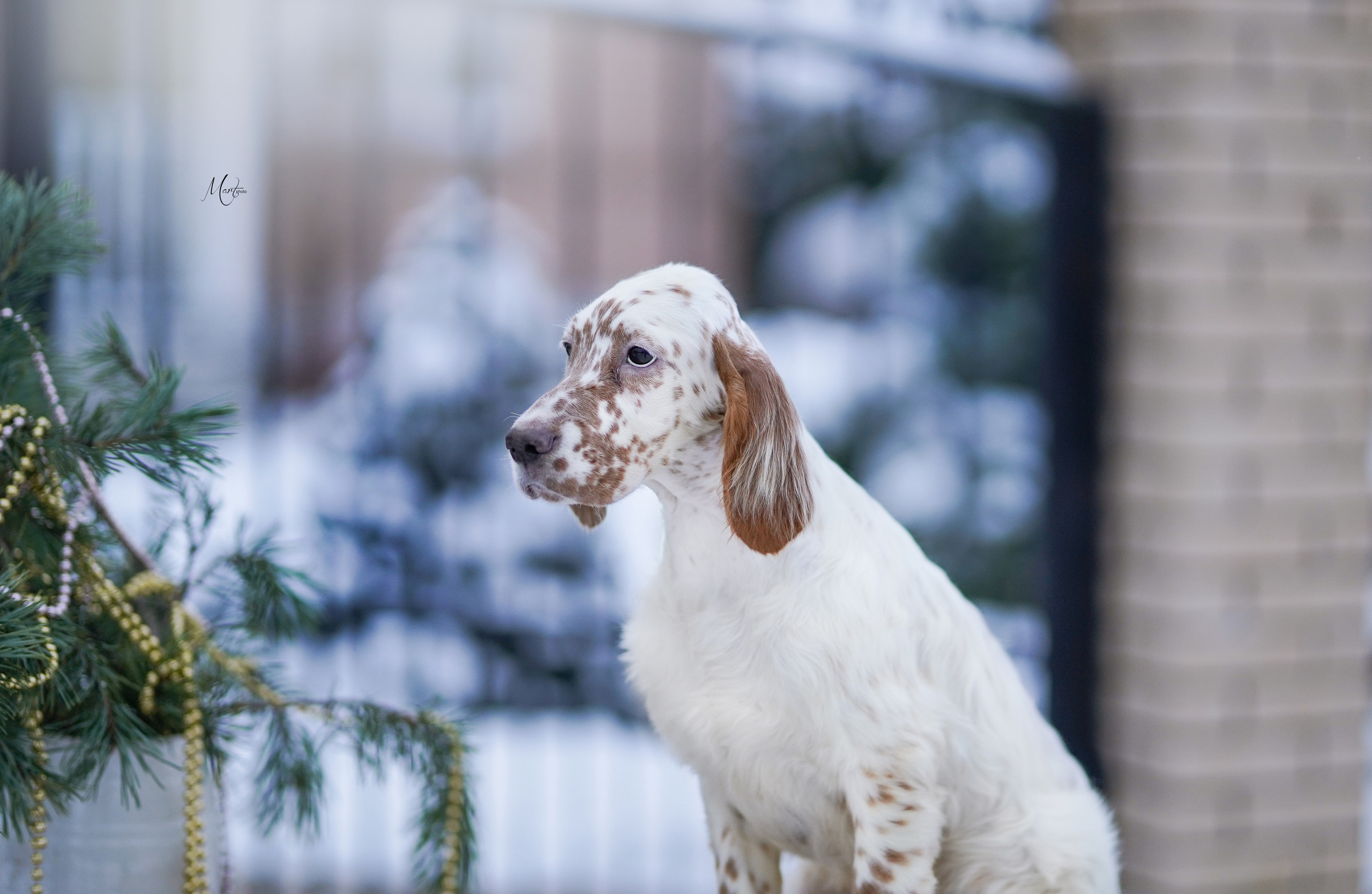 Щенки английского сеттера. Фотограф-анималист в Санкт-Петербурге Яна Мартынова