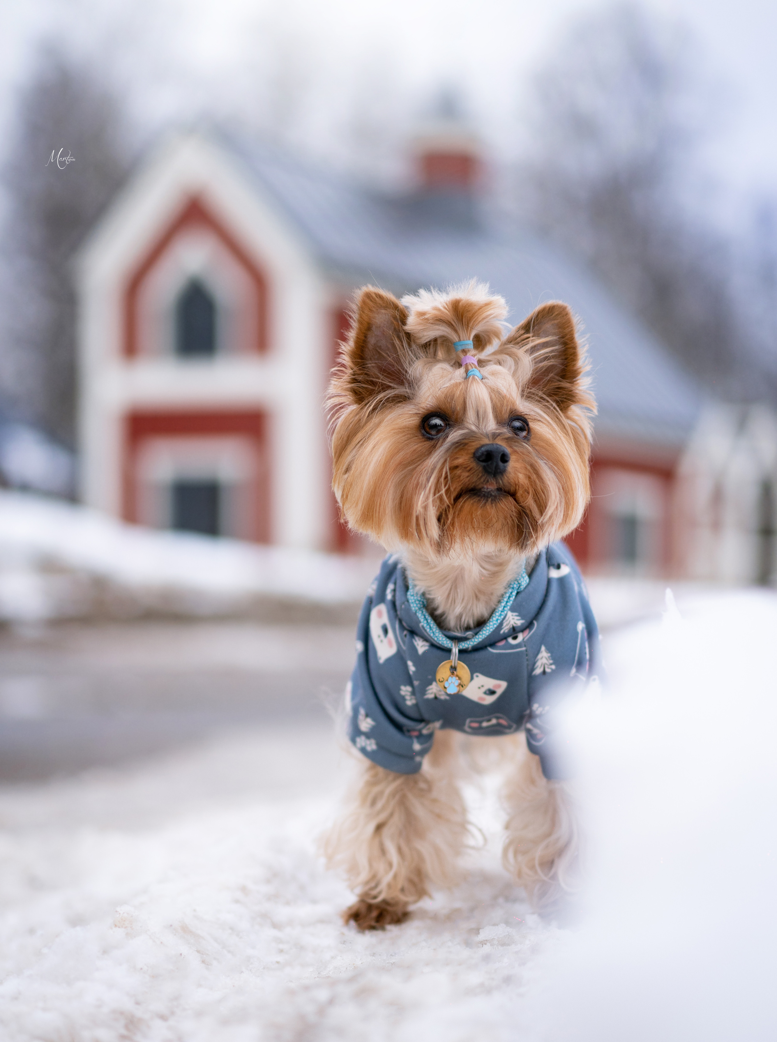 Эффи, Юни зима 23'. Фотограф-анималист в Санкт-Петербурге Яна Мартынова
