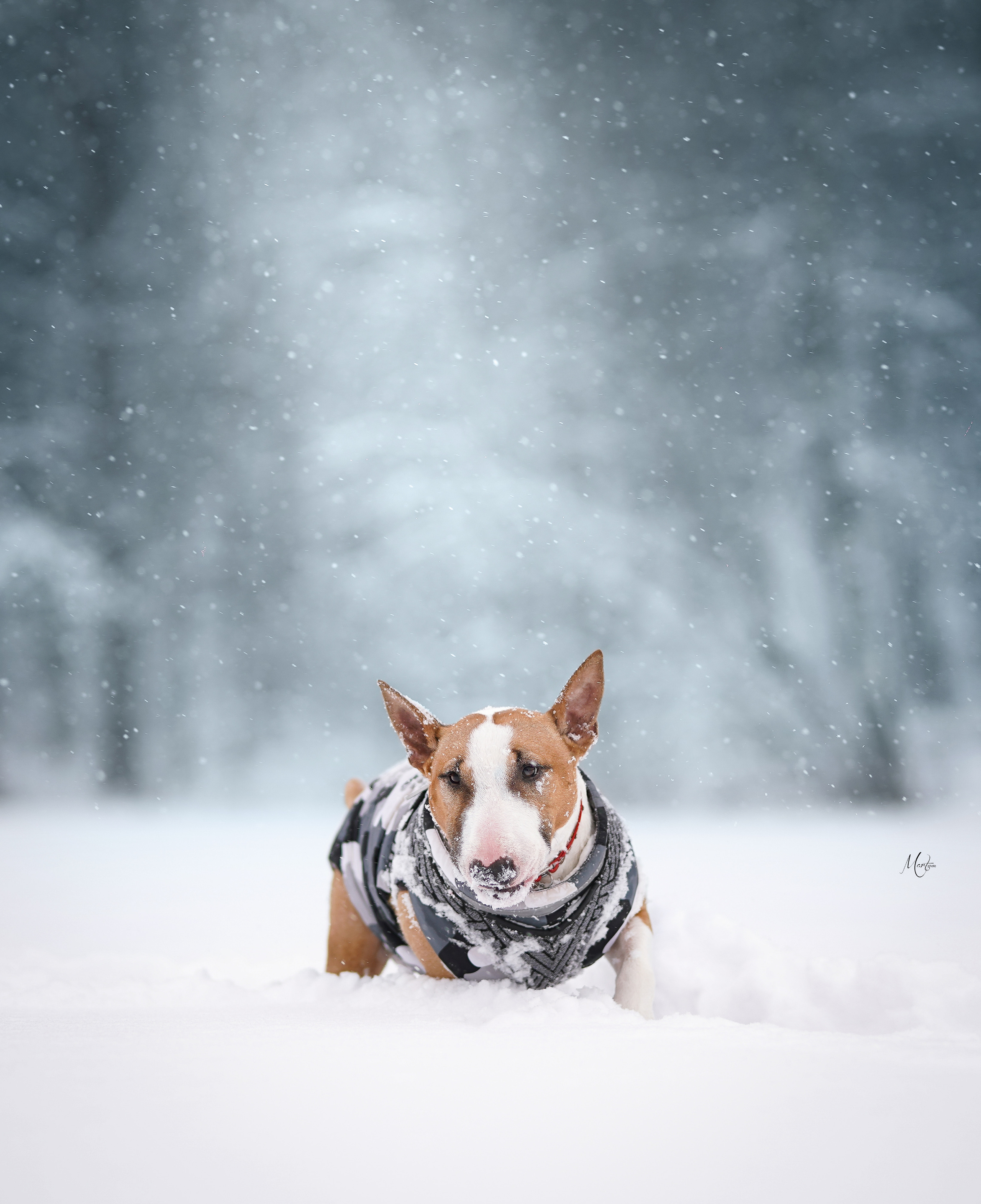 Юни зима. Фотограф-анималист в Санкт-Петербурге Яна Мартынова