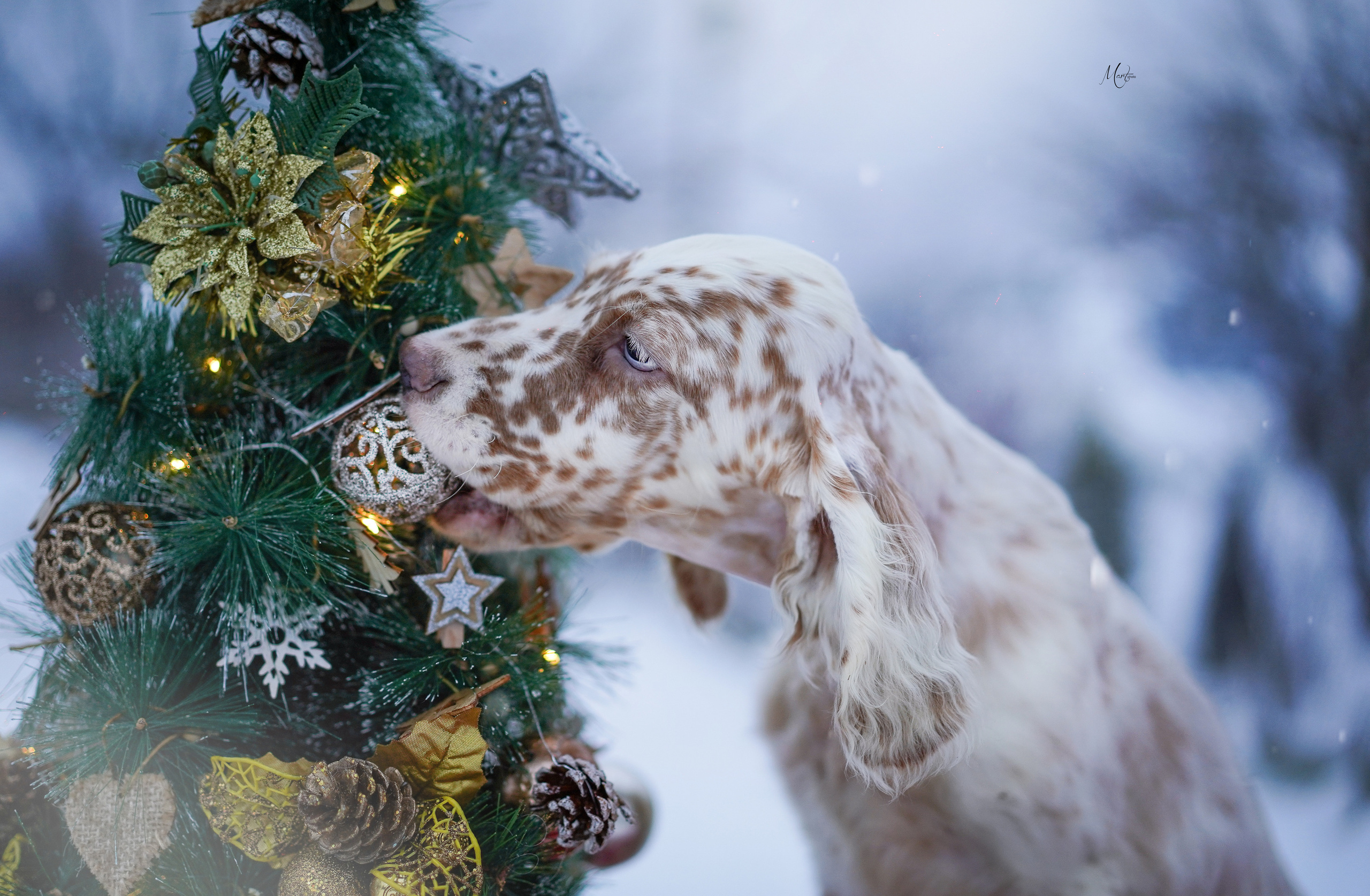 Щенки английского сеттера. Фотограф-анималист в Санкт-Петербурге Яна Мартынова