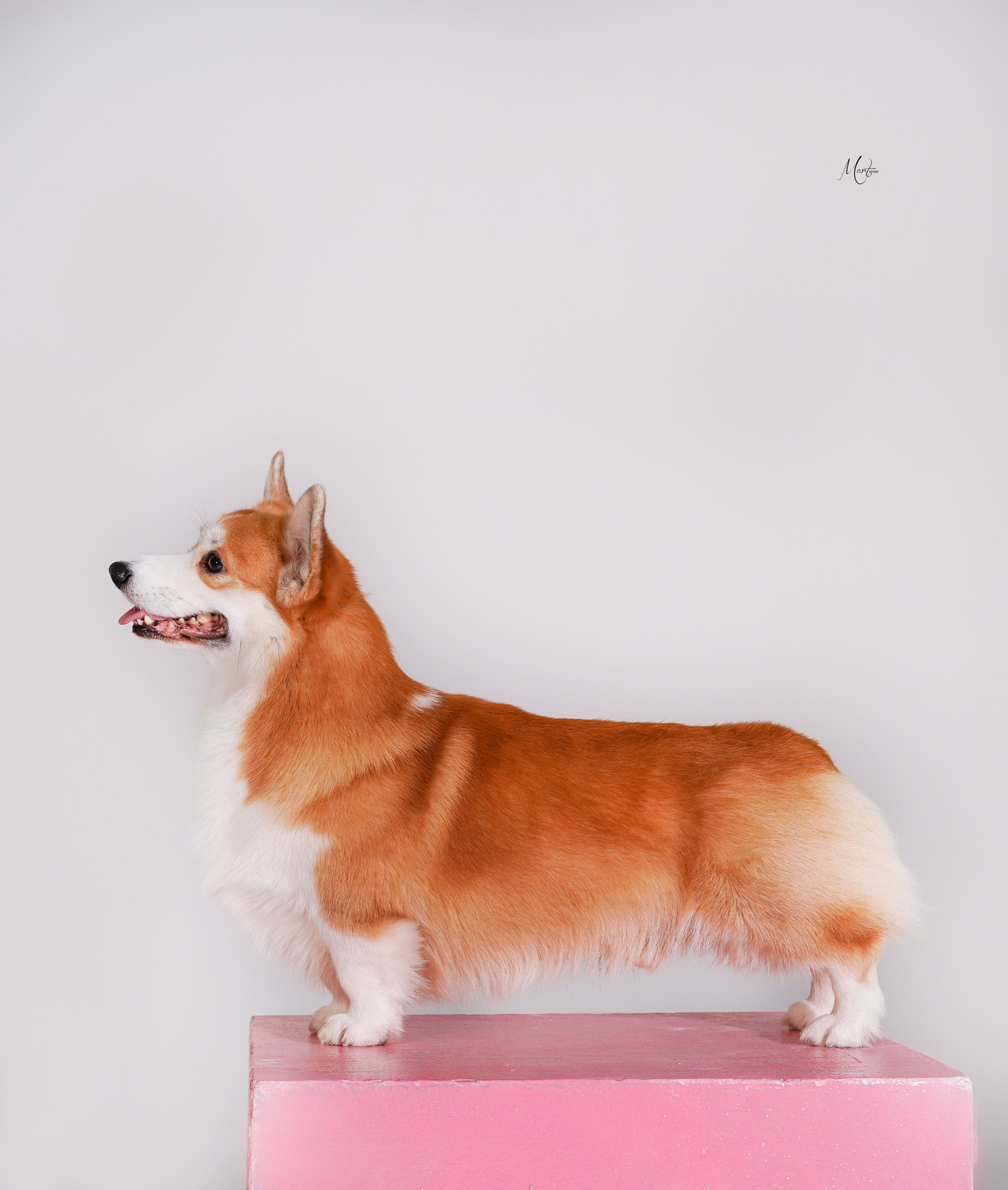 Корги Гномик. Фотограф-анималист в Санкт-Петербурге Яна Мартынова