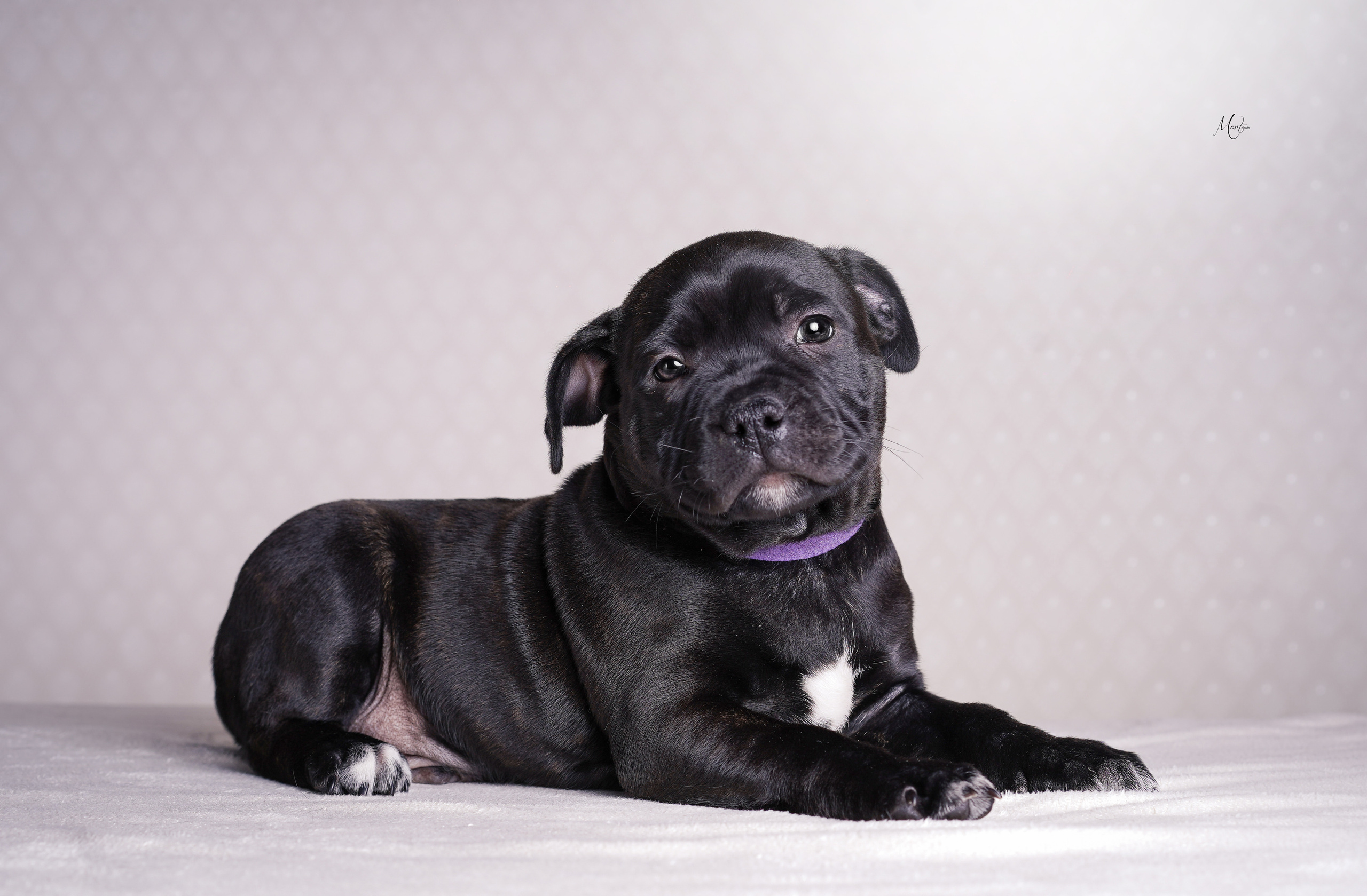 Щенки стаффи. Фотограф-анималист в Санкт-Петербурге Яна Мартынова