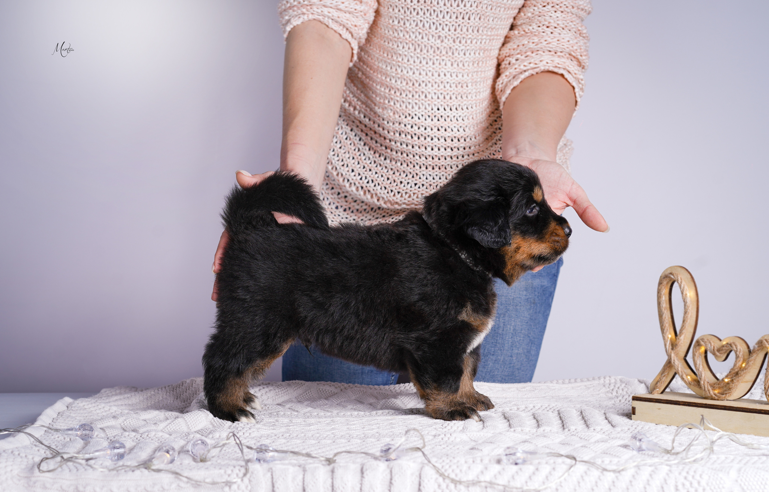 Щенки хотошо. Фотограф-анималист в Санкт-Петербурге Яна Мартынова