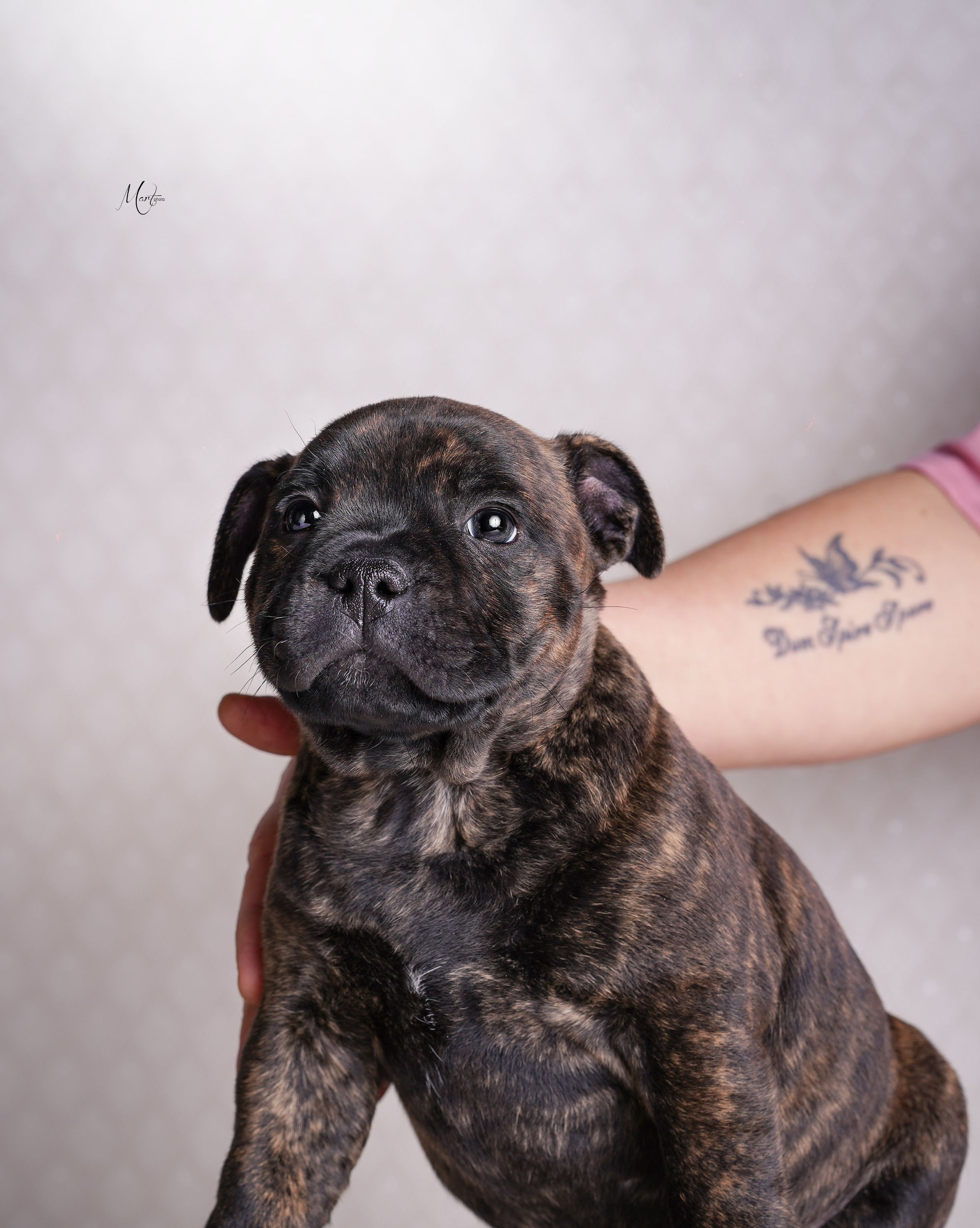 Щенки стаффи. Фотограф-анималист в Санкт-Петербурге Яна Мартынова