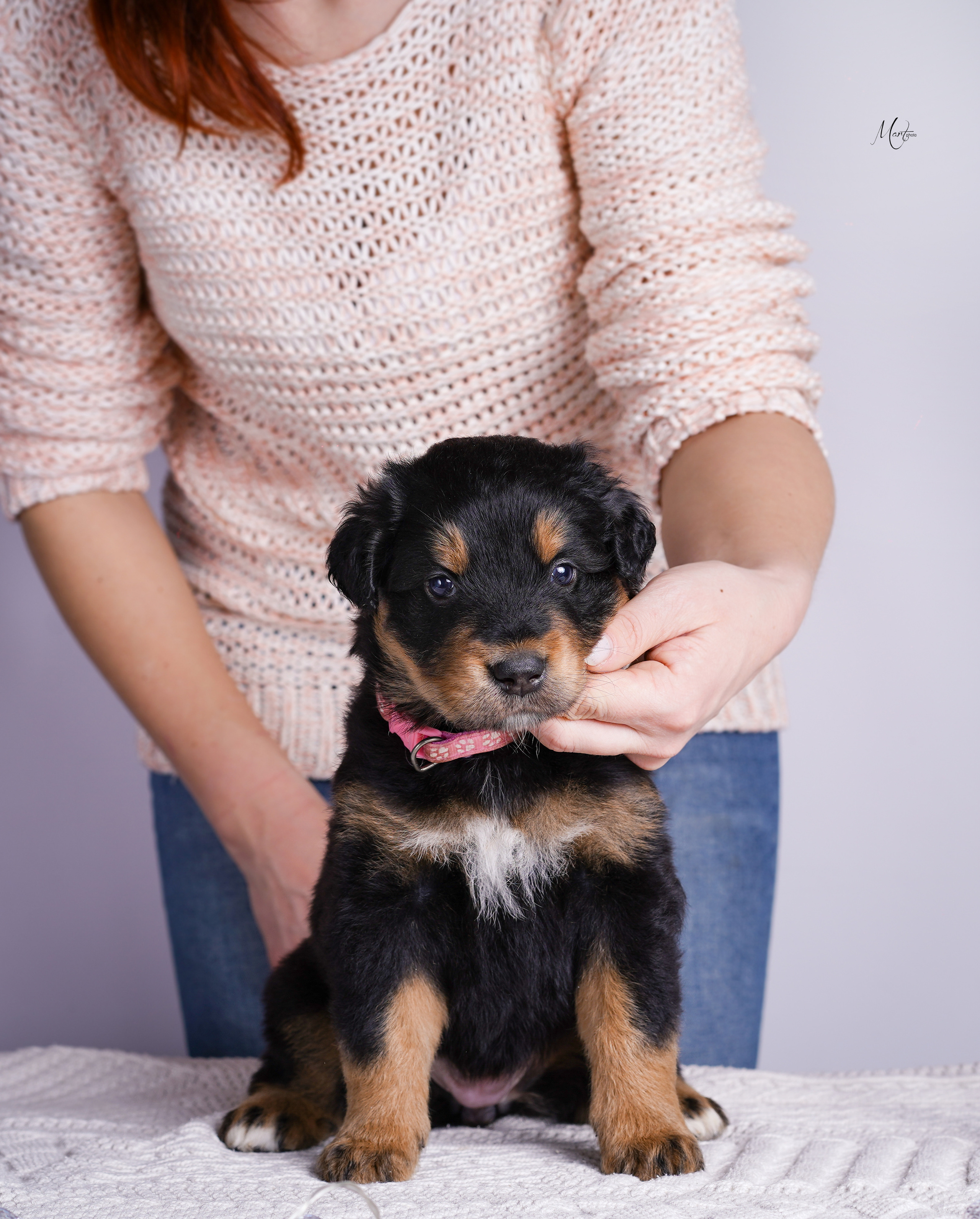Щенки хотошо. Фотограф-анималист в Санкт-Петербурге Яна Мартынова