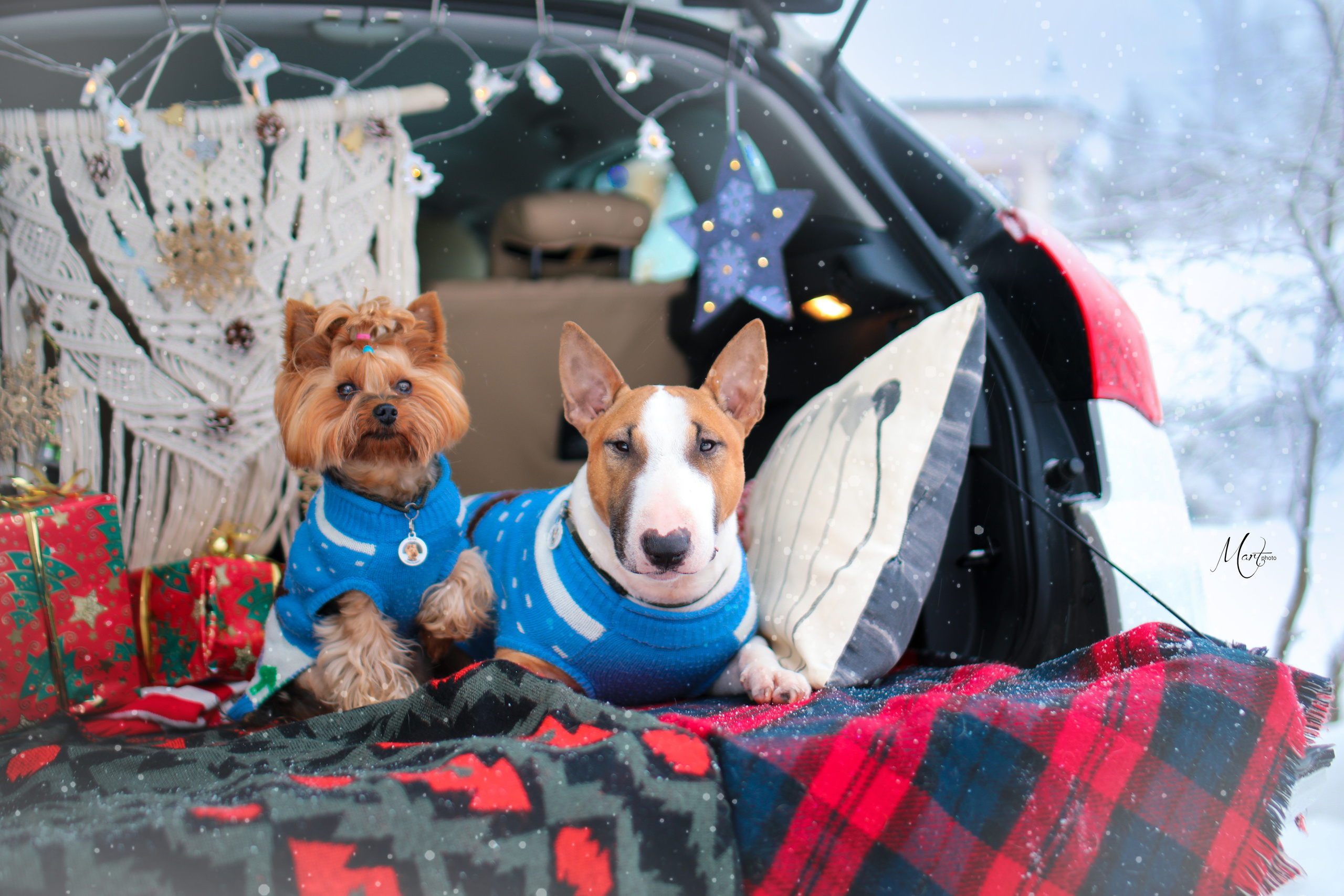 Эффи и Юни. Фотограф-анималист в Санкт-Петербурге Яна Мартынова