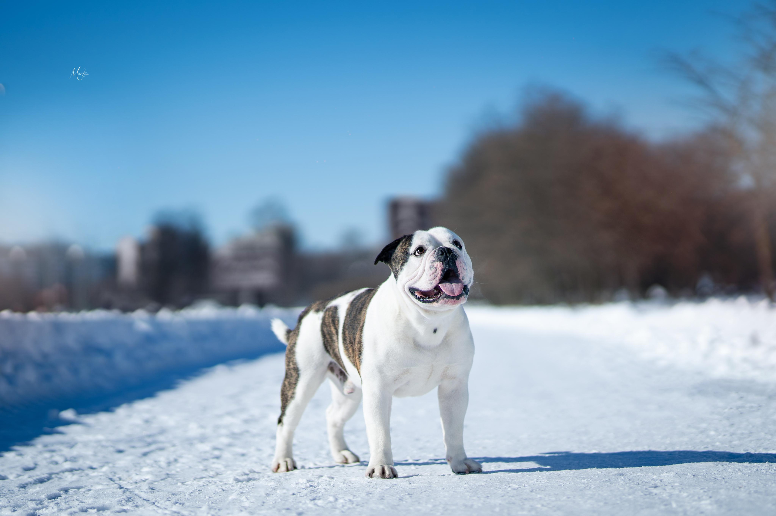 Наташа и Прайм. Фотограф-анималист в Санкт-Петербурге Яна Мартынова