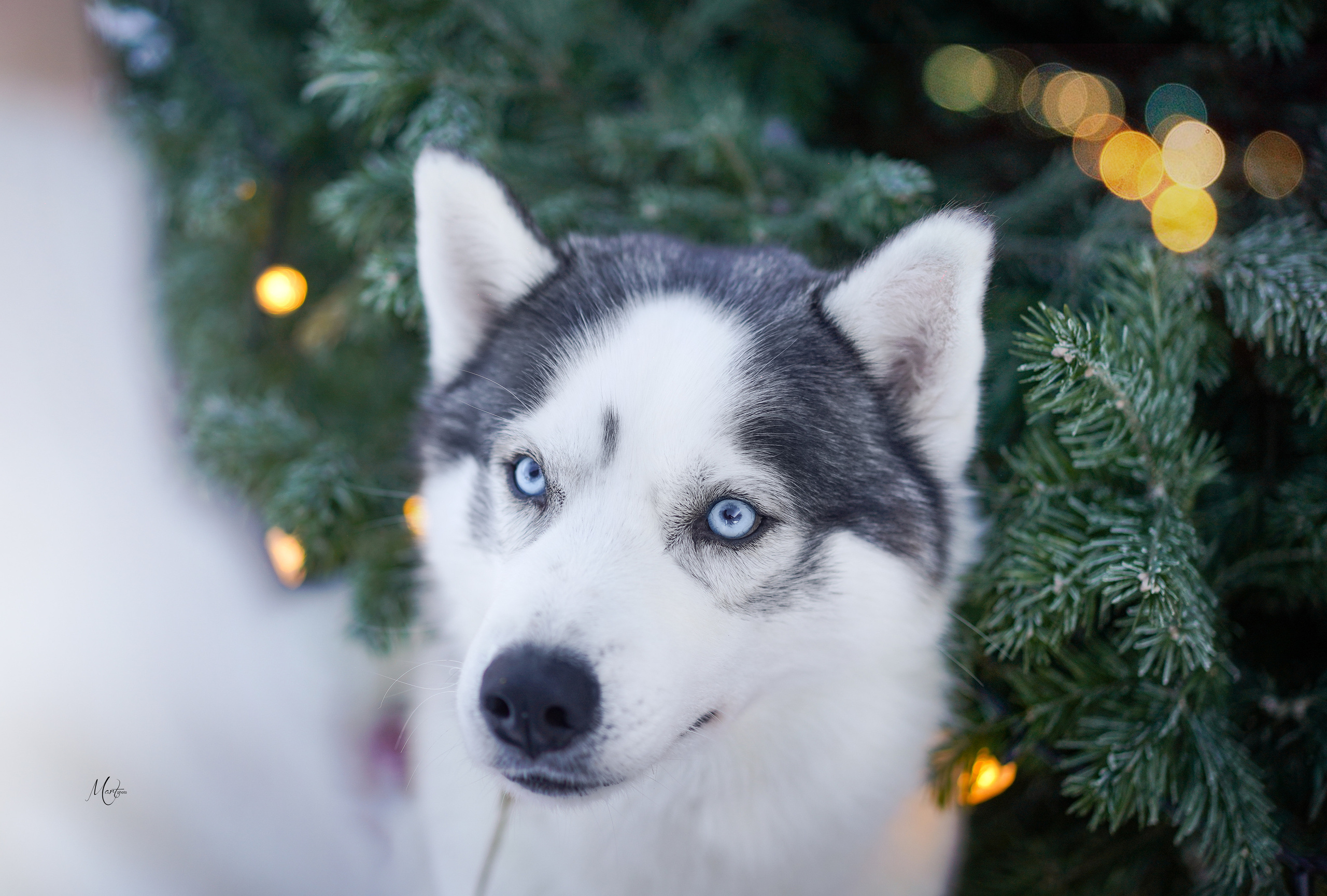 Саша и хаски зима. Фотограф-анималист в Санкт-Петербурге Яна Мартынова