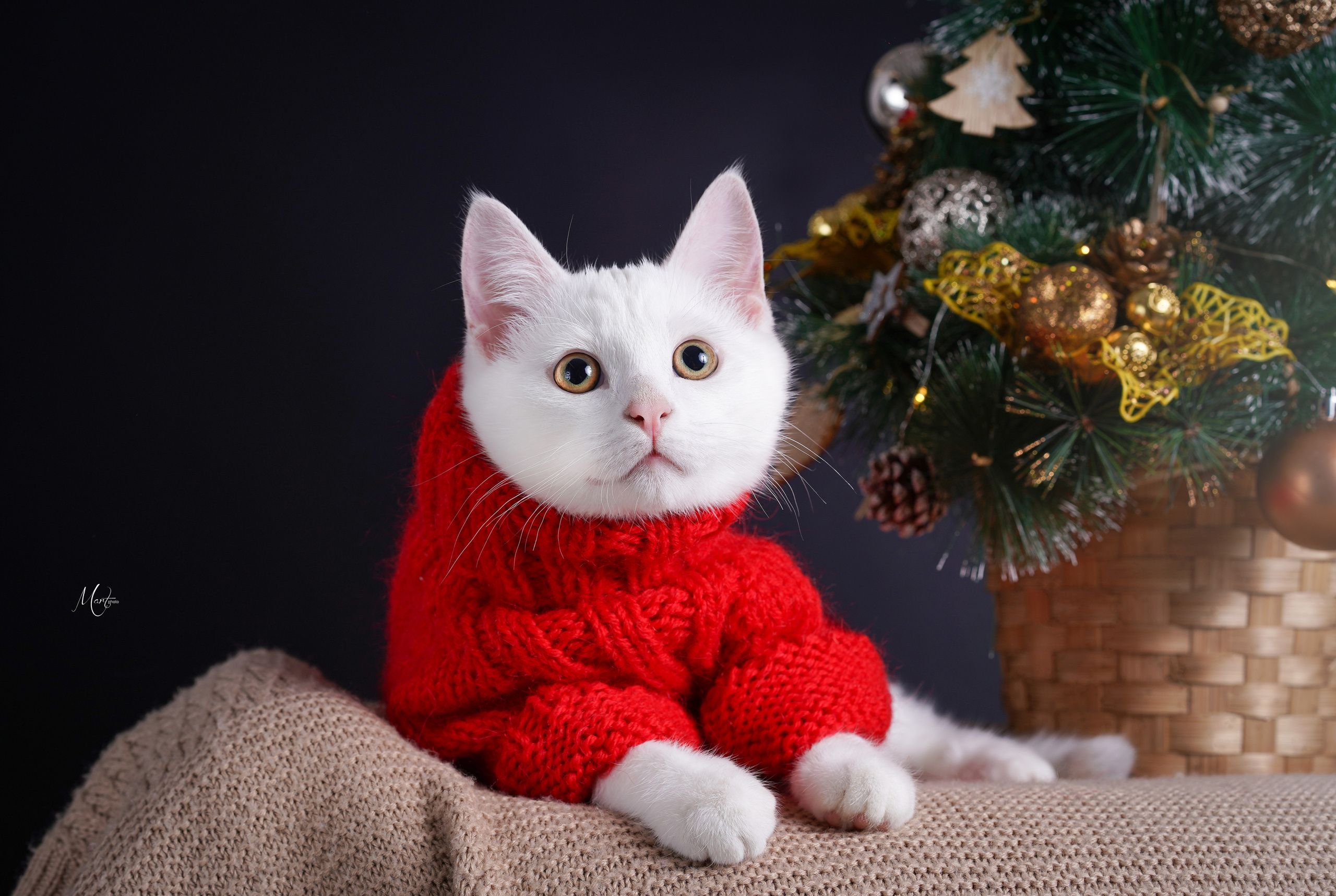 Сэм, Маффин и Эффи. Фотограф-анималист в Санкт-Петербурге Яна Мартынова