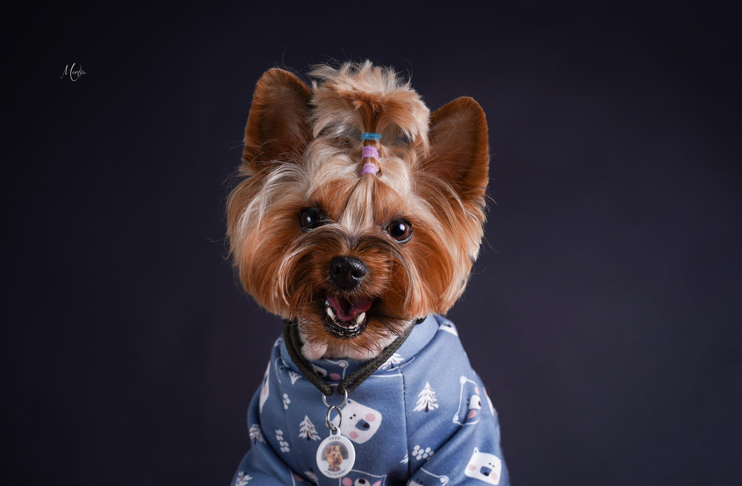 Сэм, Маффин и Эффи. Фотограф-анималист в Санкт-Петербурге Яна Мартынова