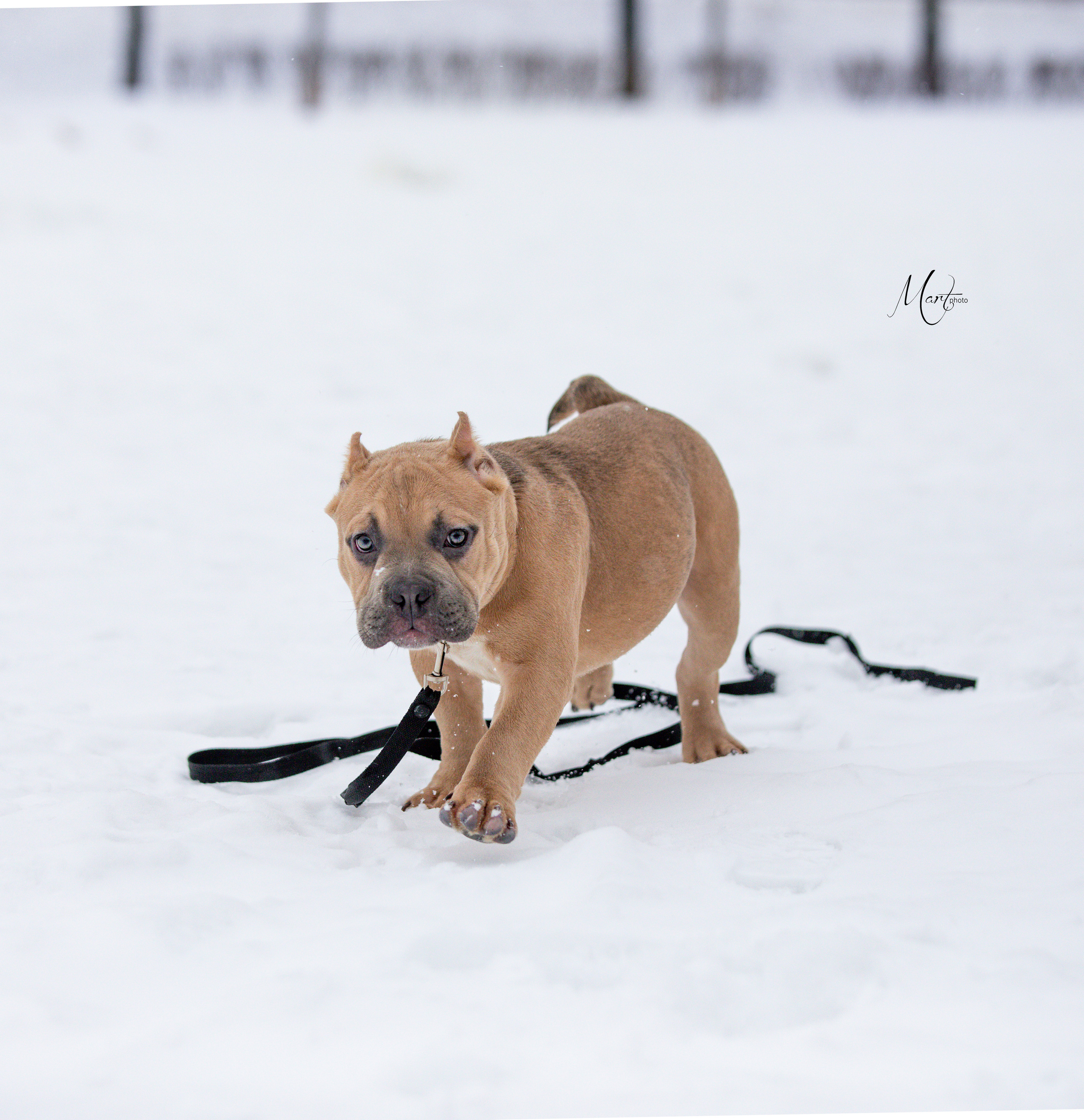 Щенки американского булли. Фотограф-анималист в Санкт-Петербурге Яна Мартынова