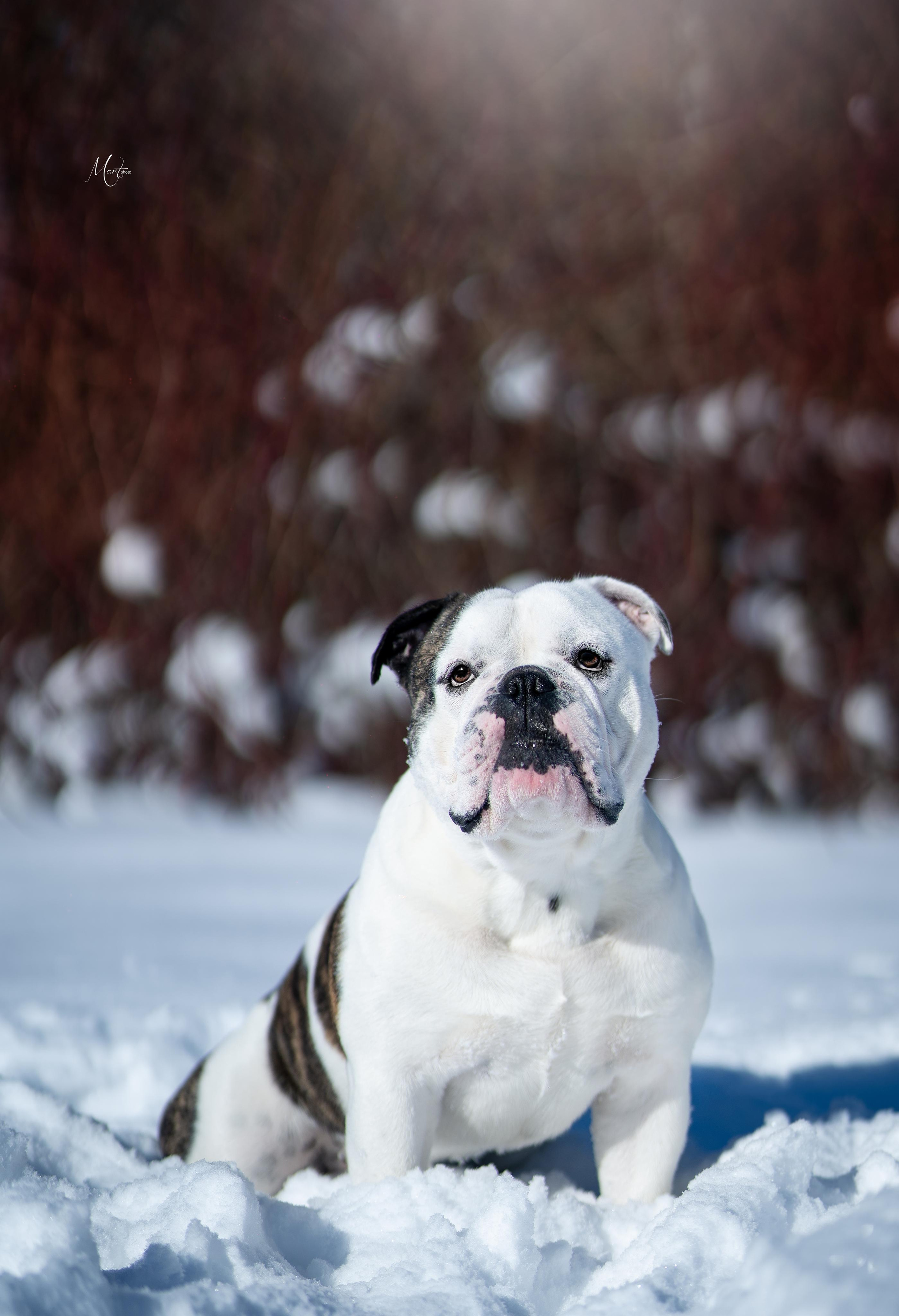 Наташа и Прайм. Фотограф-анималист в Санкт-Петербурге Яна Мартынова