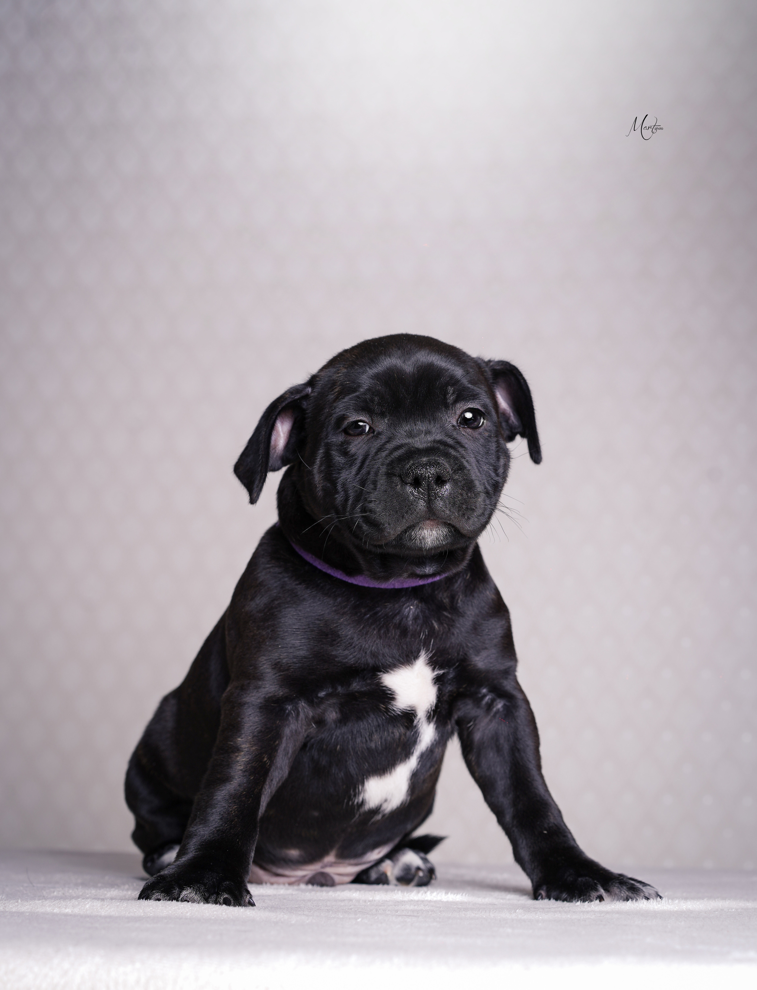 Щенки стаффи. Фотограф-анималист в Санкт-Петербурге Яна Мартынова