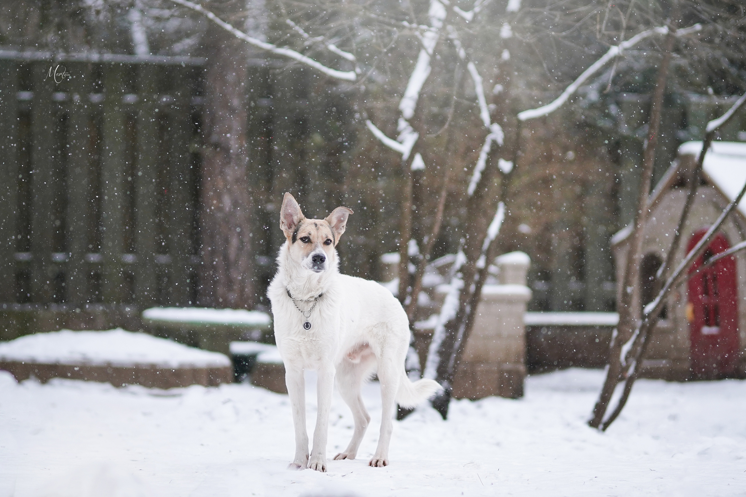 Ищут дом. Фотограф-анималист в Санкт-Петербурге Яна Мартынова