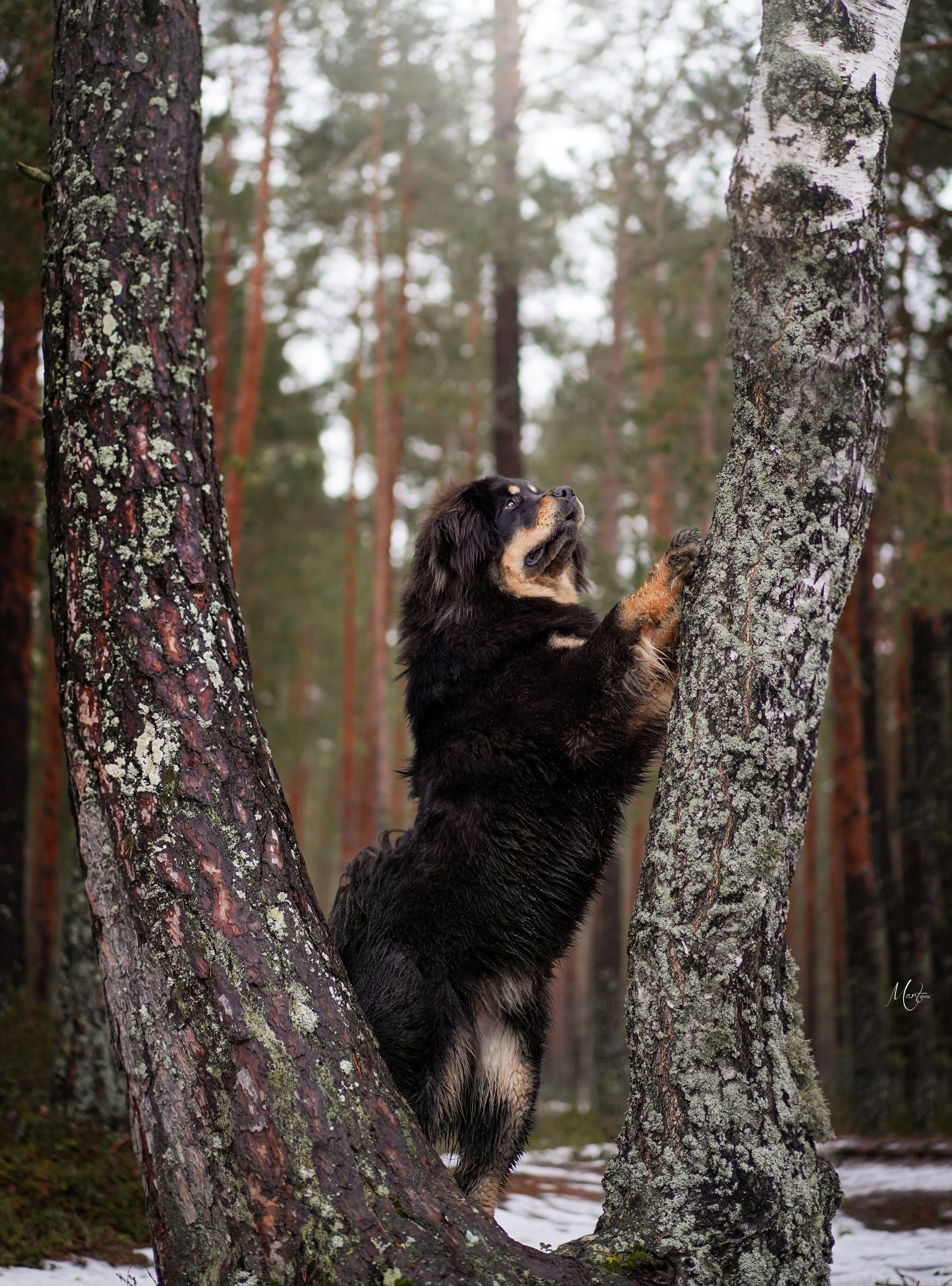 Тибеты. Фотограф-анималист в Санкт-Петербурге Яна Мартынова