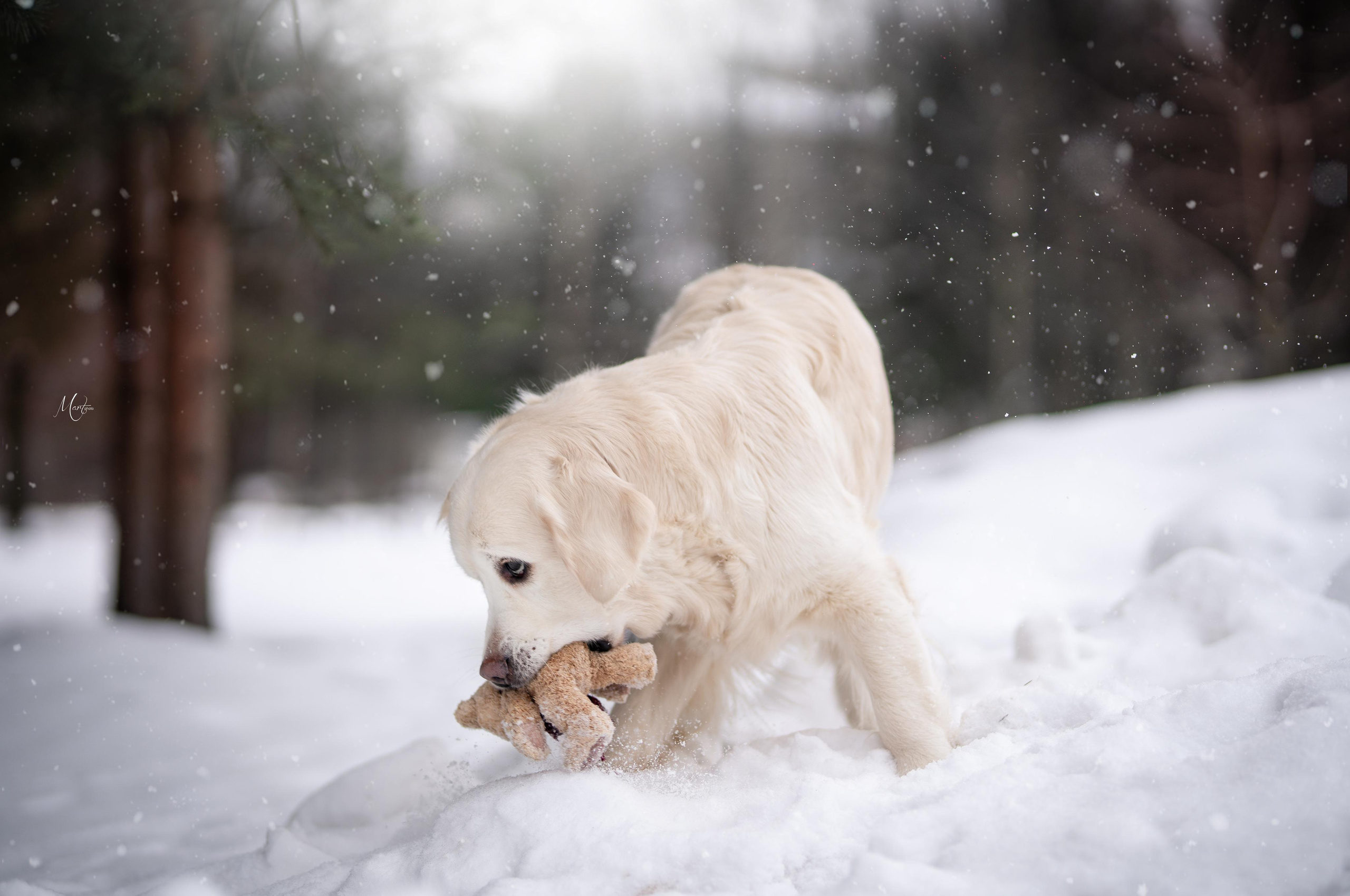 Татьяна и голдены. Фотограф-анималист в Санкт-Петербурге Яна Мартынова
