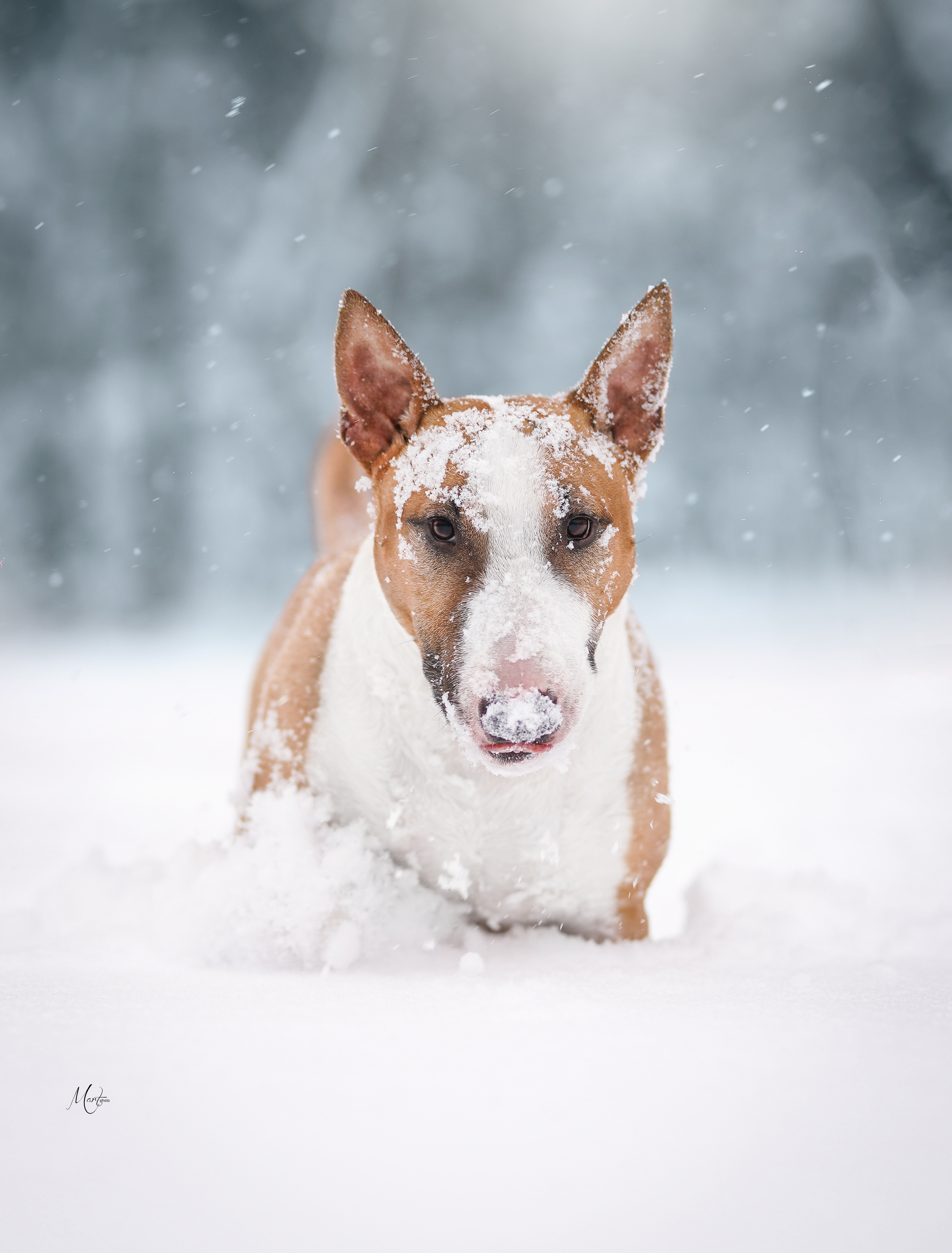 Юни зима. Фотограф-анималист в Санкт-Петербурге Яна Мартынова