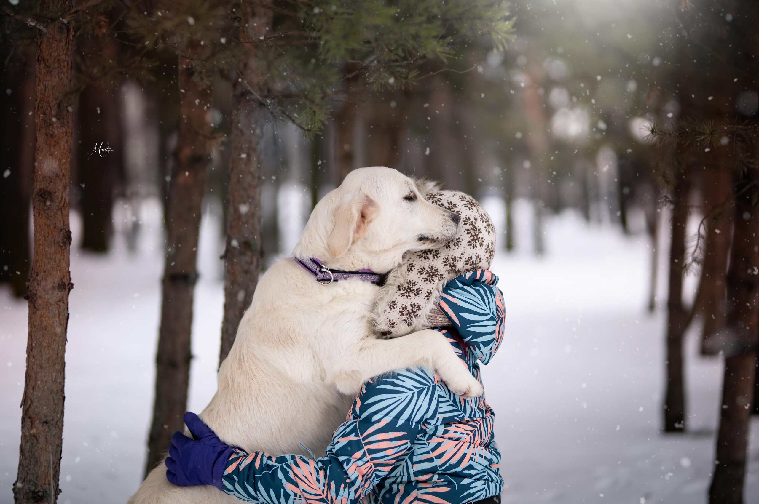 Татьяна и голдены. Фотограф-анималист в Санкт-Петербурге Яна Мартынова