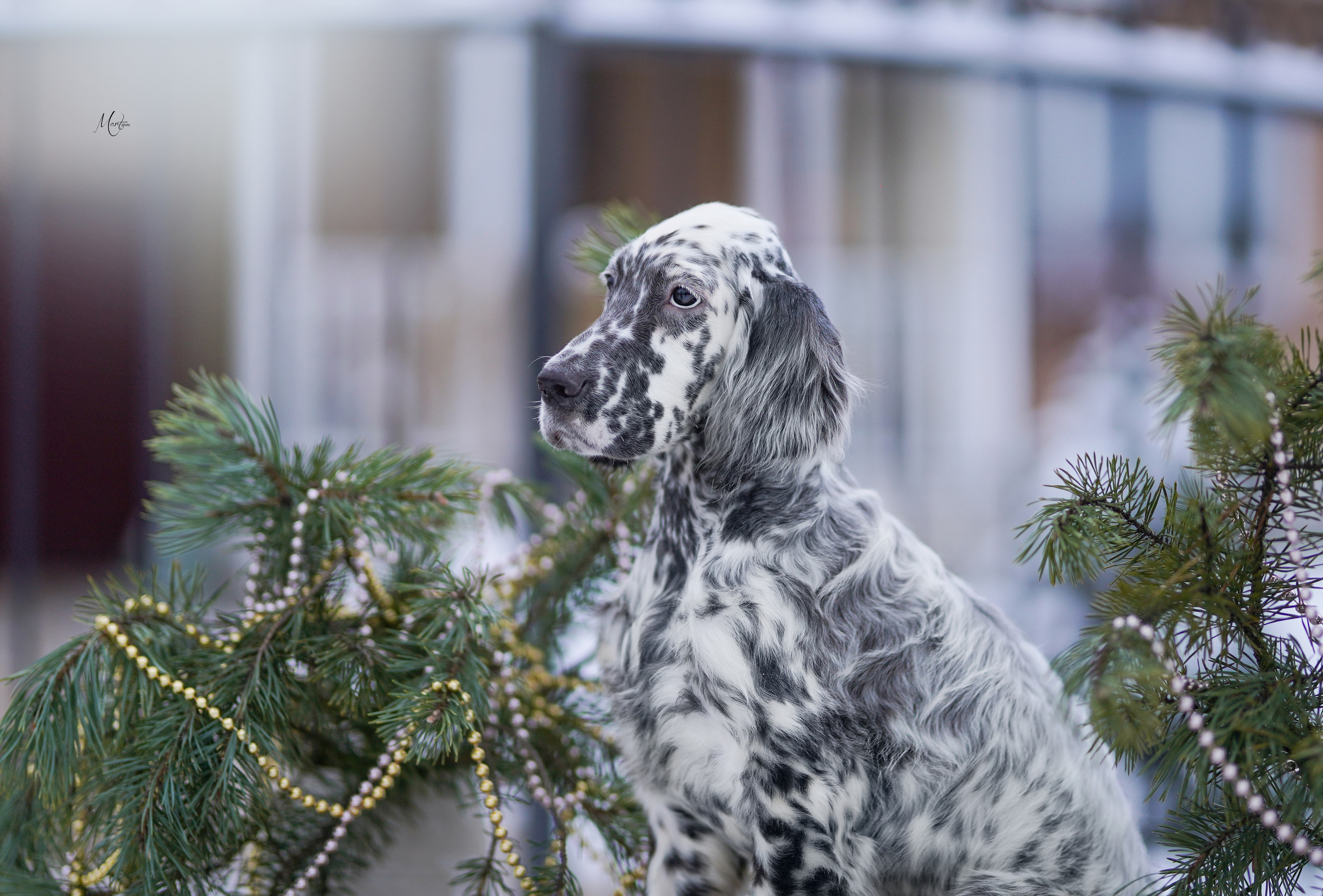 Щенки английского сеттера. Фотограф-анималист в Санкт-Петербурге Яна Мартынова