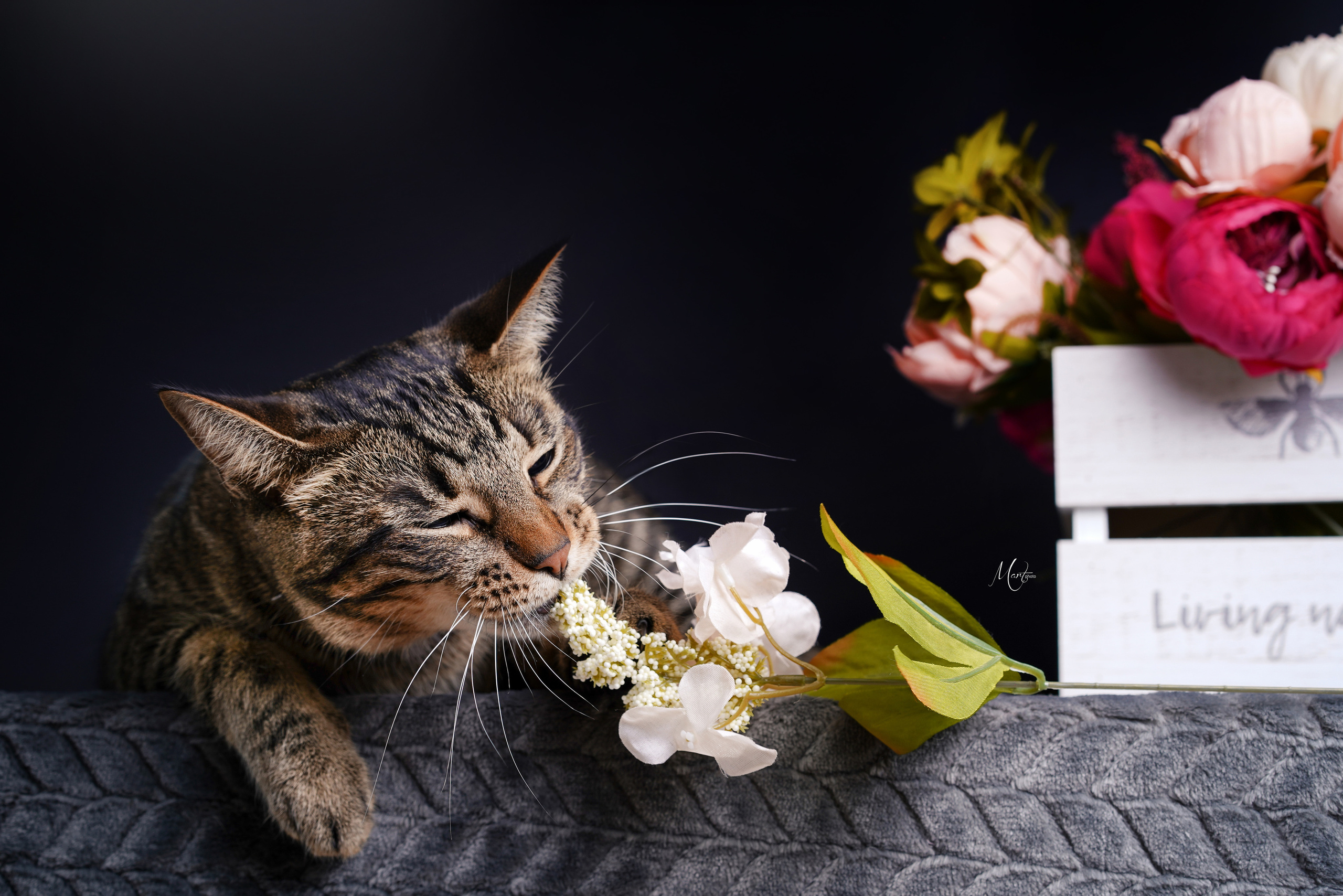 Маффин и Сэм в цветах. Фотограф-анималист в Санкт-Петербурге Яна Мартынова