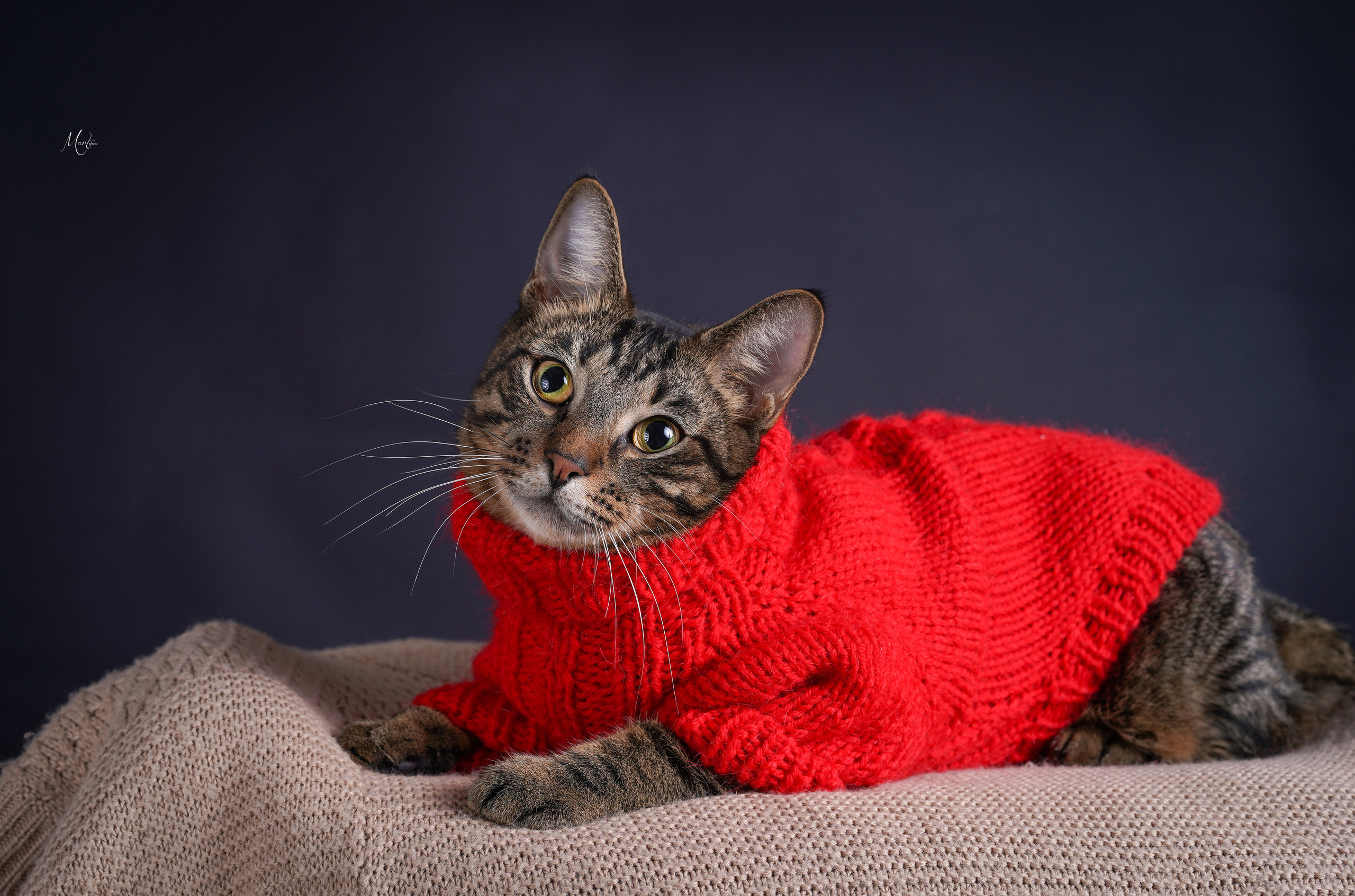 Сэм, Маффин и Эффи. Фотограф-анималист в Санкт-Петербурге Яна Мартынова