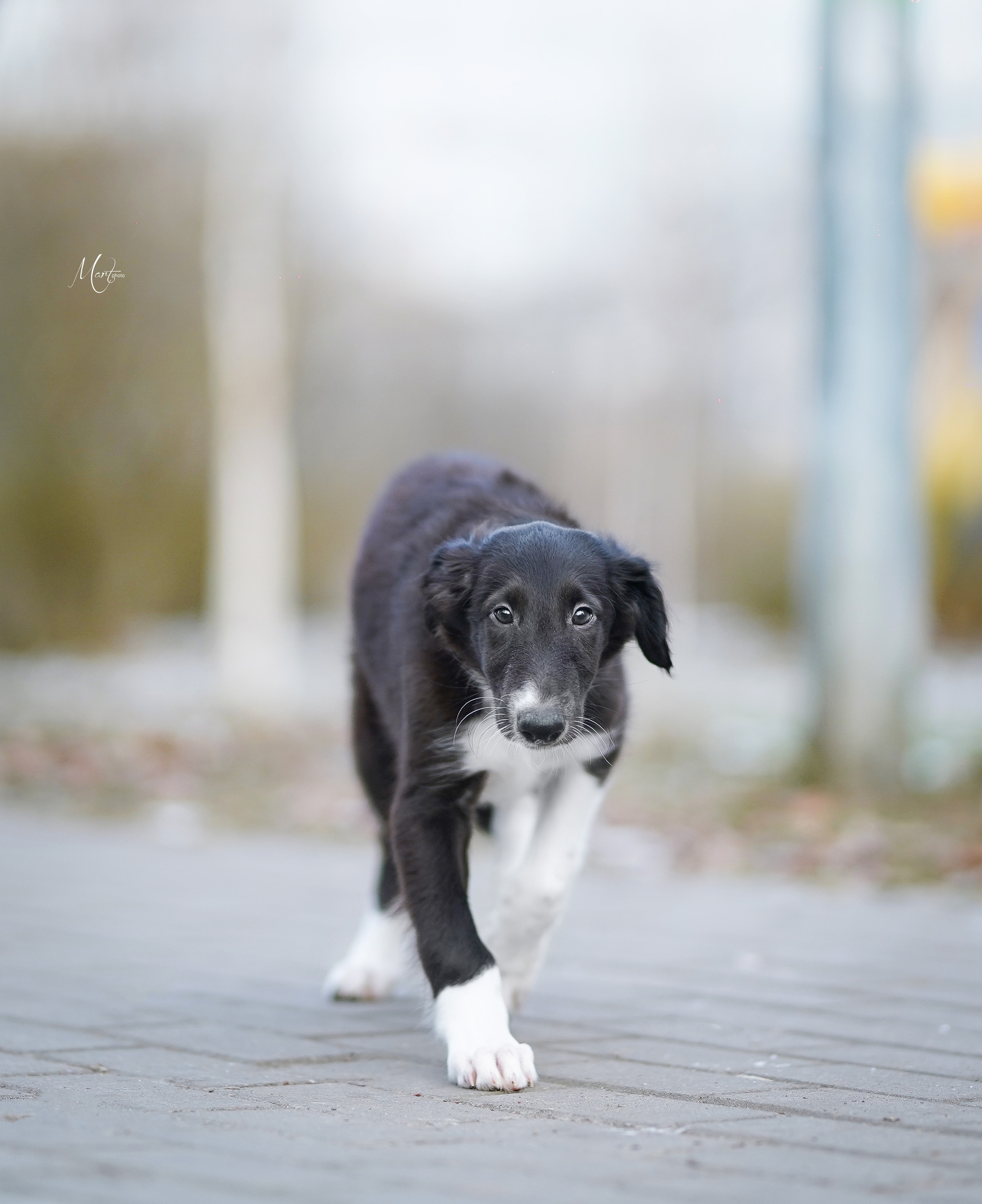 Щенки русской псовой борзой. Фотограф-анималист в Санкт-Петербурге Яна Мартынова